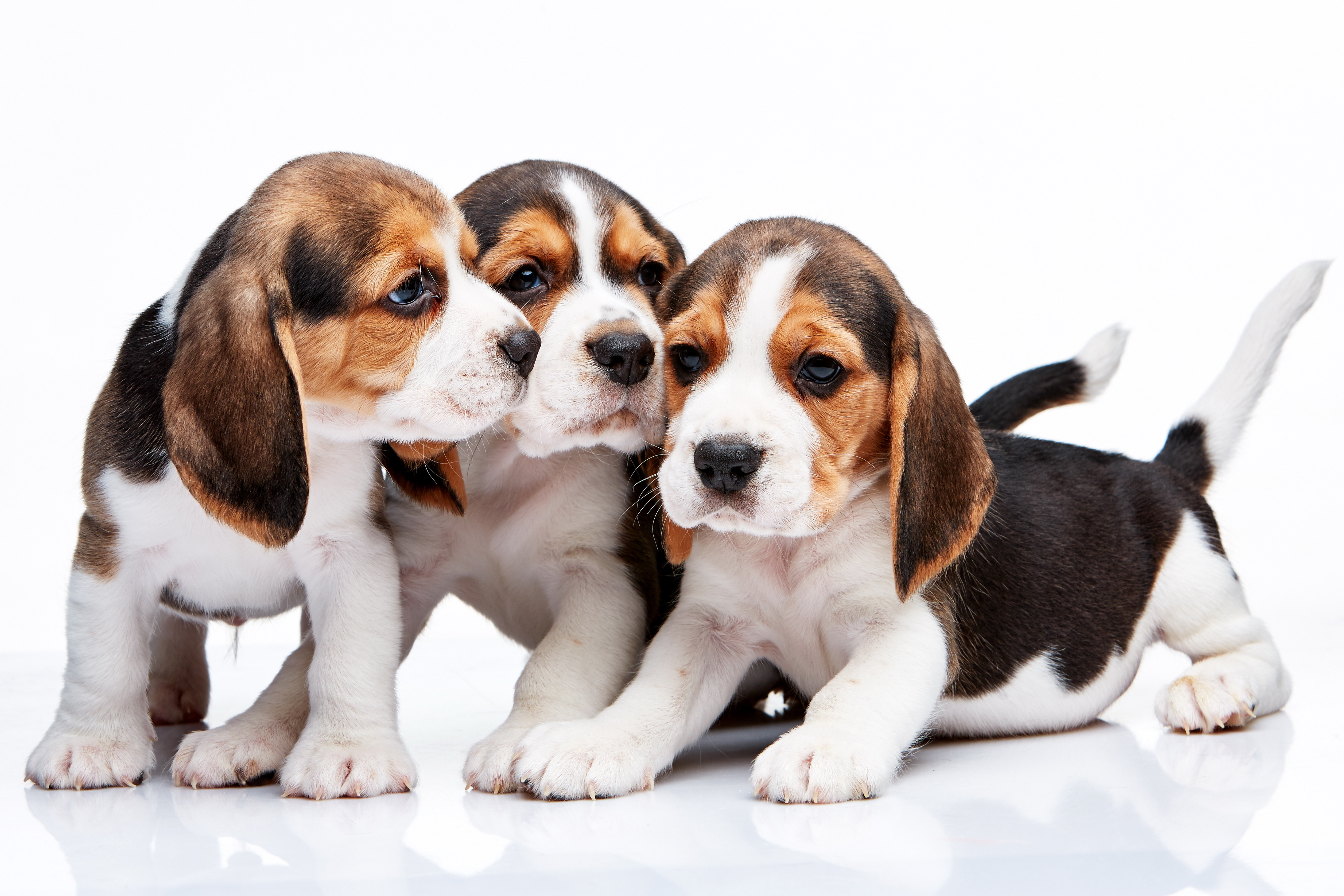 animal, beagle, dogs