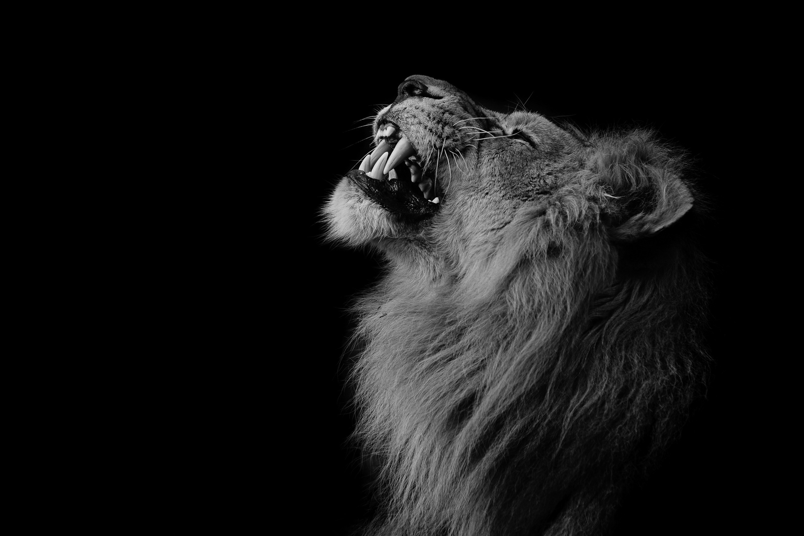 фото льва черно белое хорошее качество