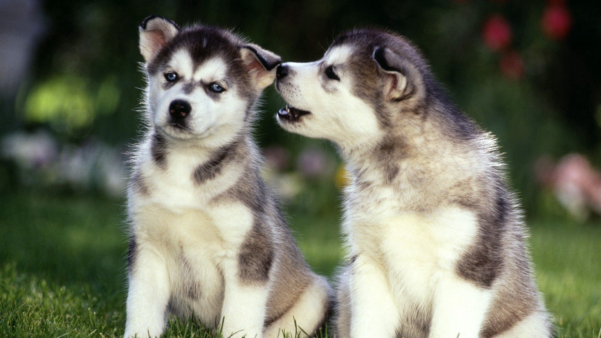 Download mobile wallpaper Grass, Animals, Husky, Puppies, Couple, Pair, Dogs for free.