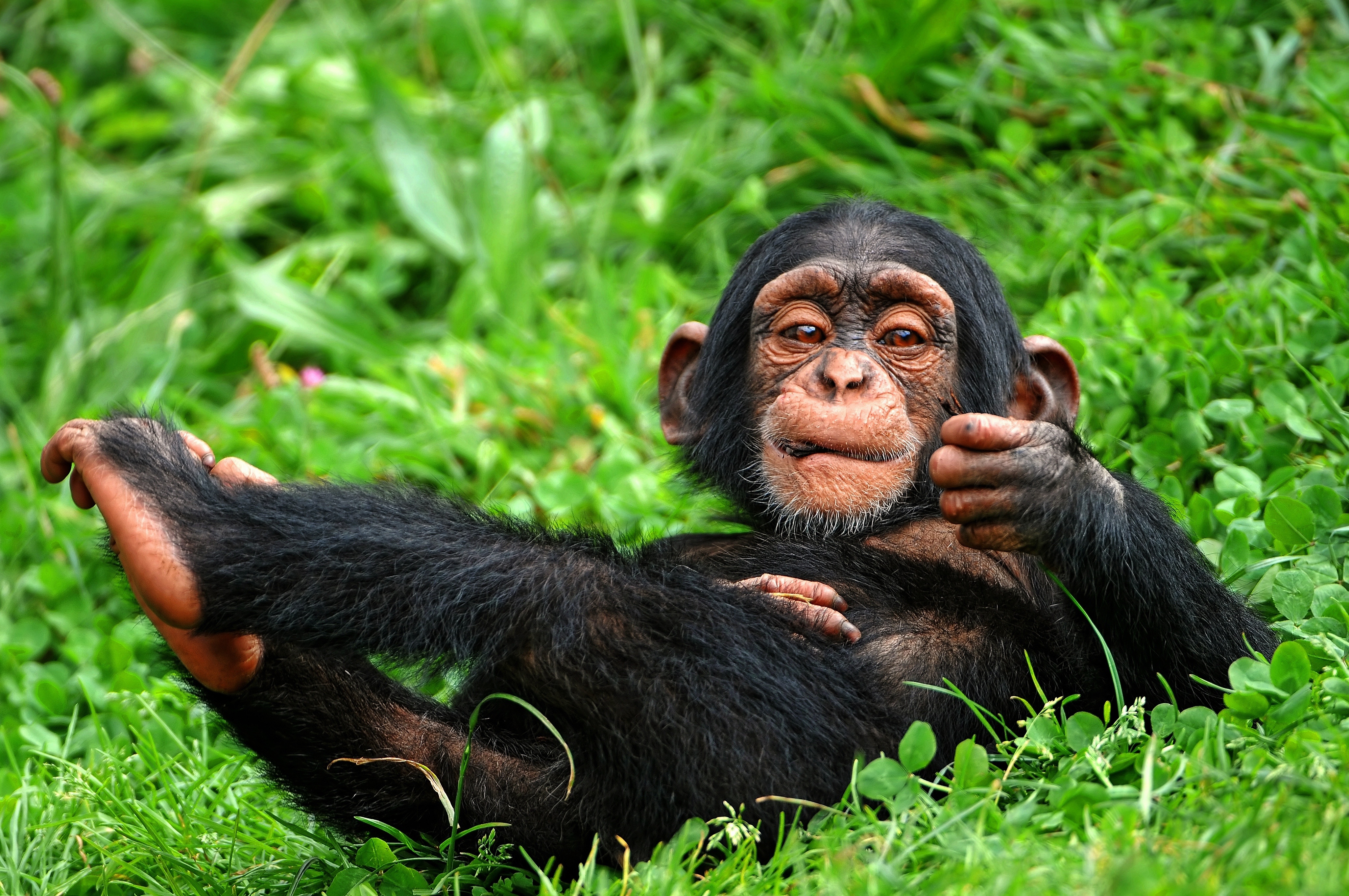 293733 скачать обои обезьяны, смешные, шимпанзе, животные, детеныш животного, улыбка - заставки и картинки бесплатно