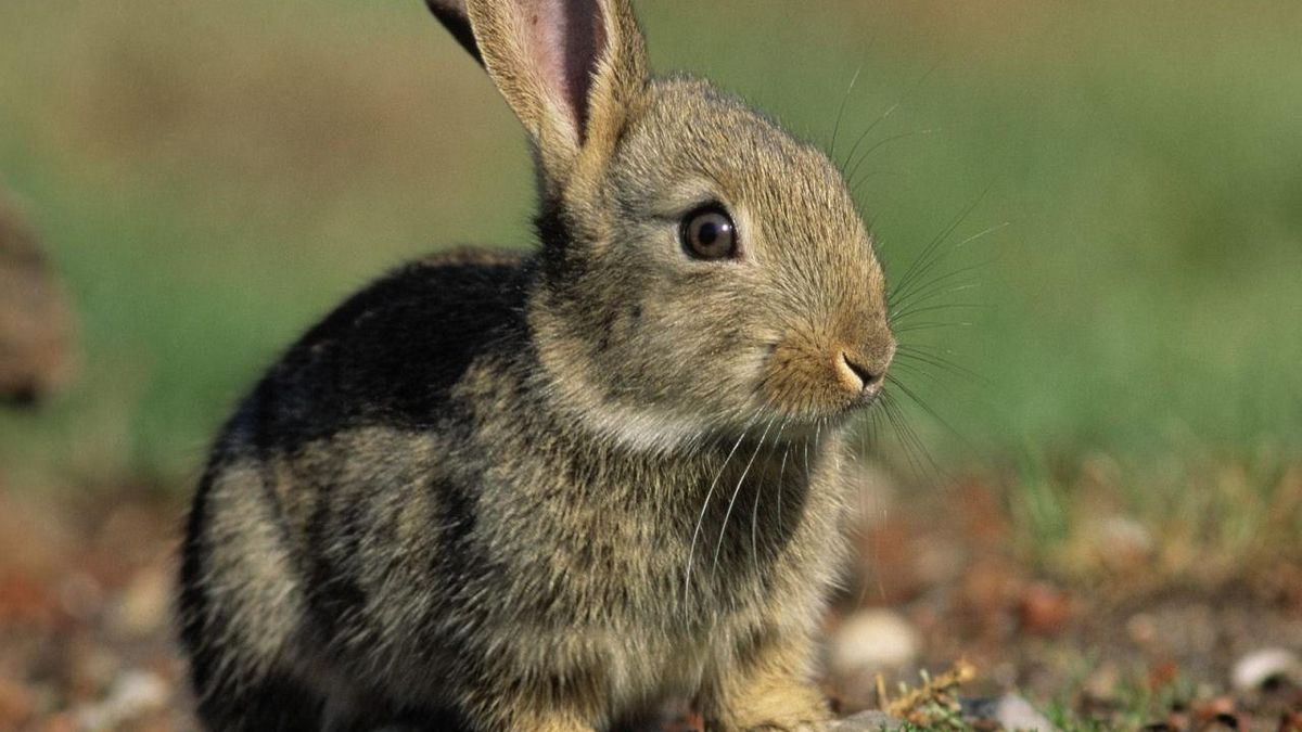 Animals rabbit. Айдахский кролик. Кроль зайцеобразные. Суматранский полосатый заяц. Карликовый Русак кролик.