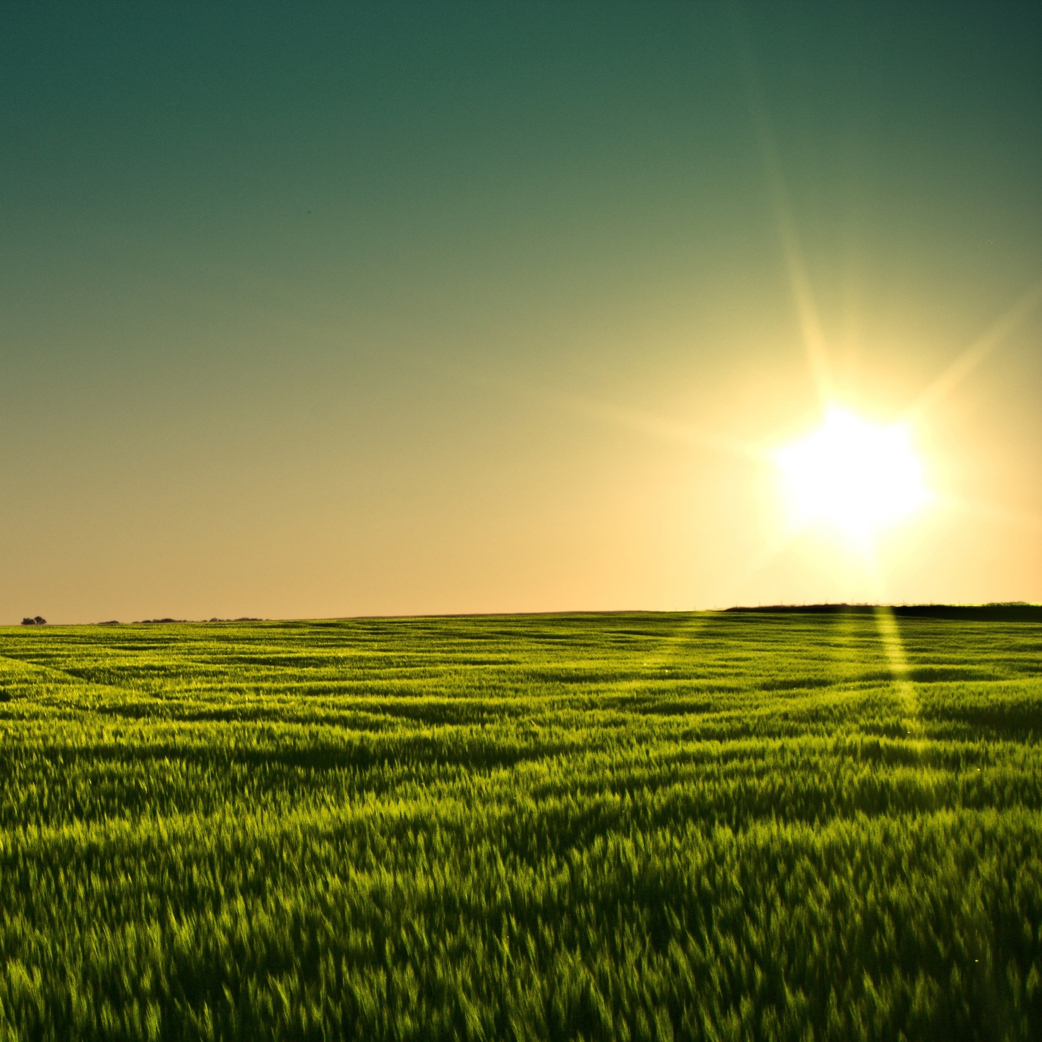 earth, field, sunset, barley, minnesota iphone wallpaper