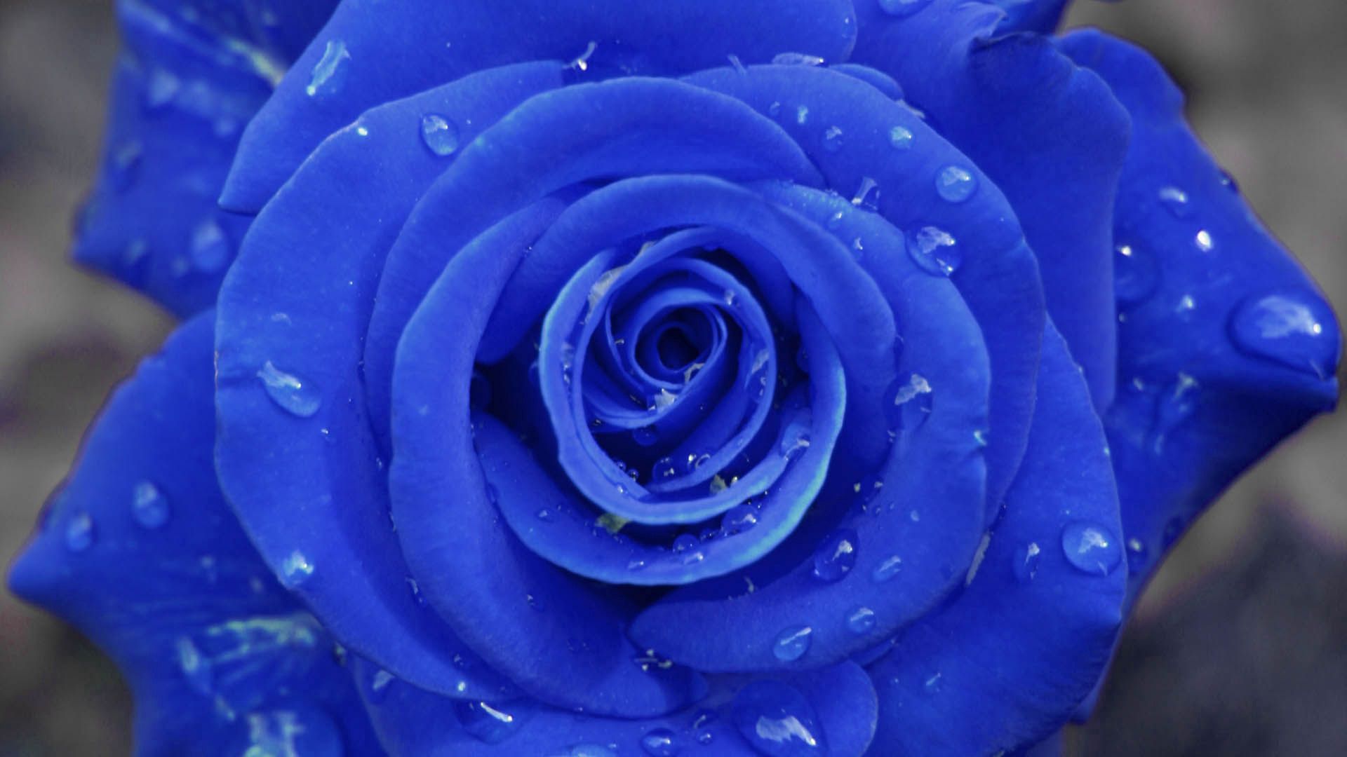 Download mobile wallpaper Petals, Rose, Macro, Rose Flower, Drops for free.