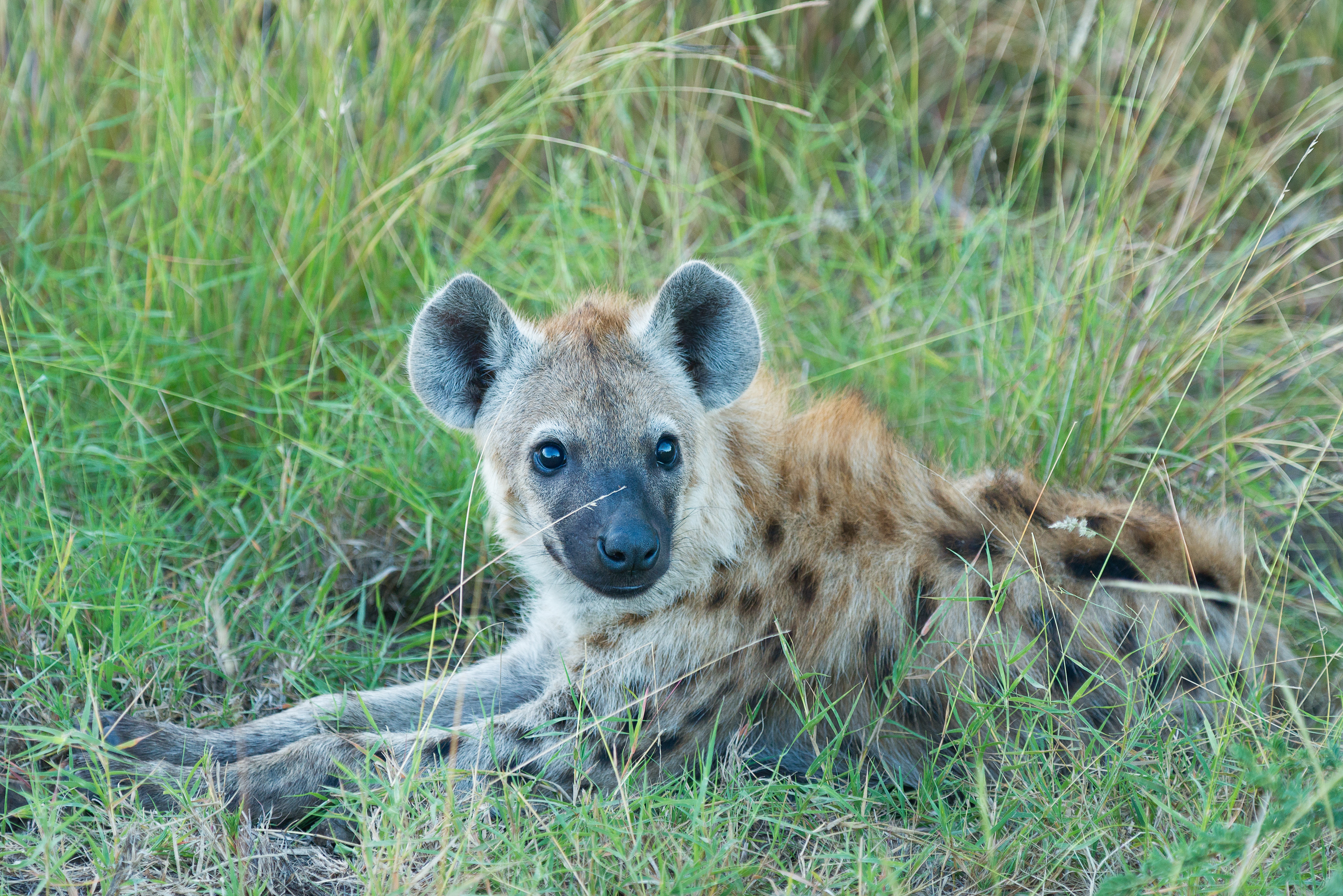 animals, grass, lies, muzzle, predator, hyena