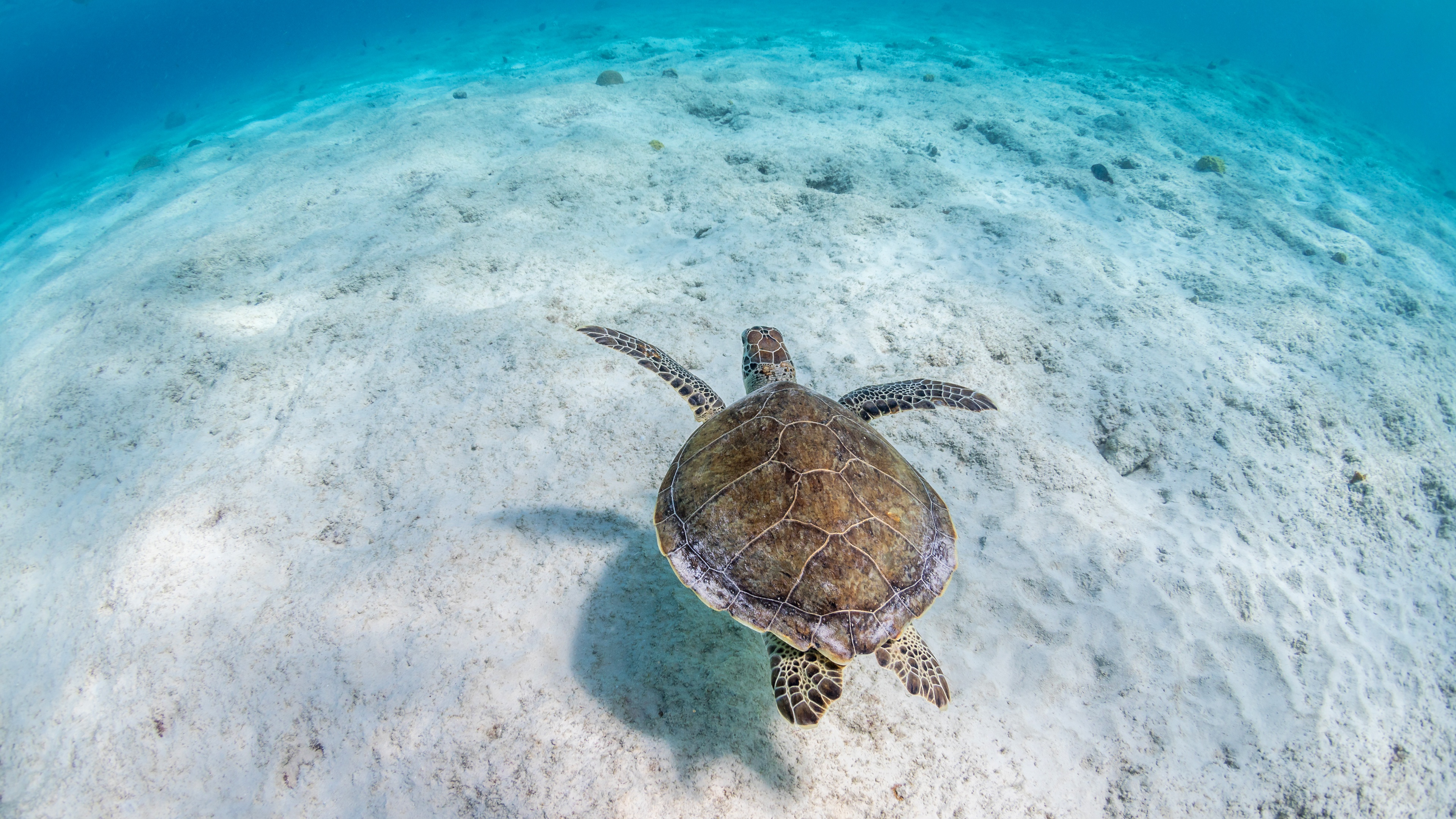 Морские черепахи жизнь. Черепаха бисса. Морская черепаха бисса. Тортуга черепаха Тортуга. Черепаший остров в Турции.
