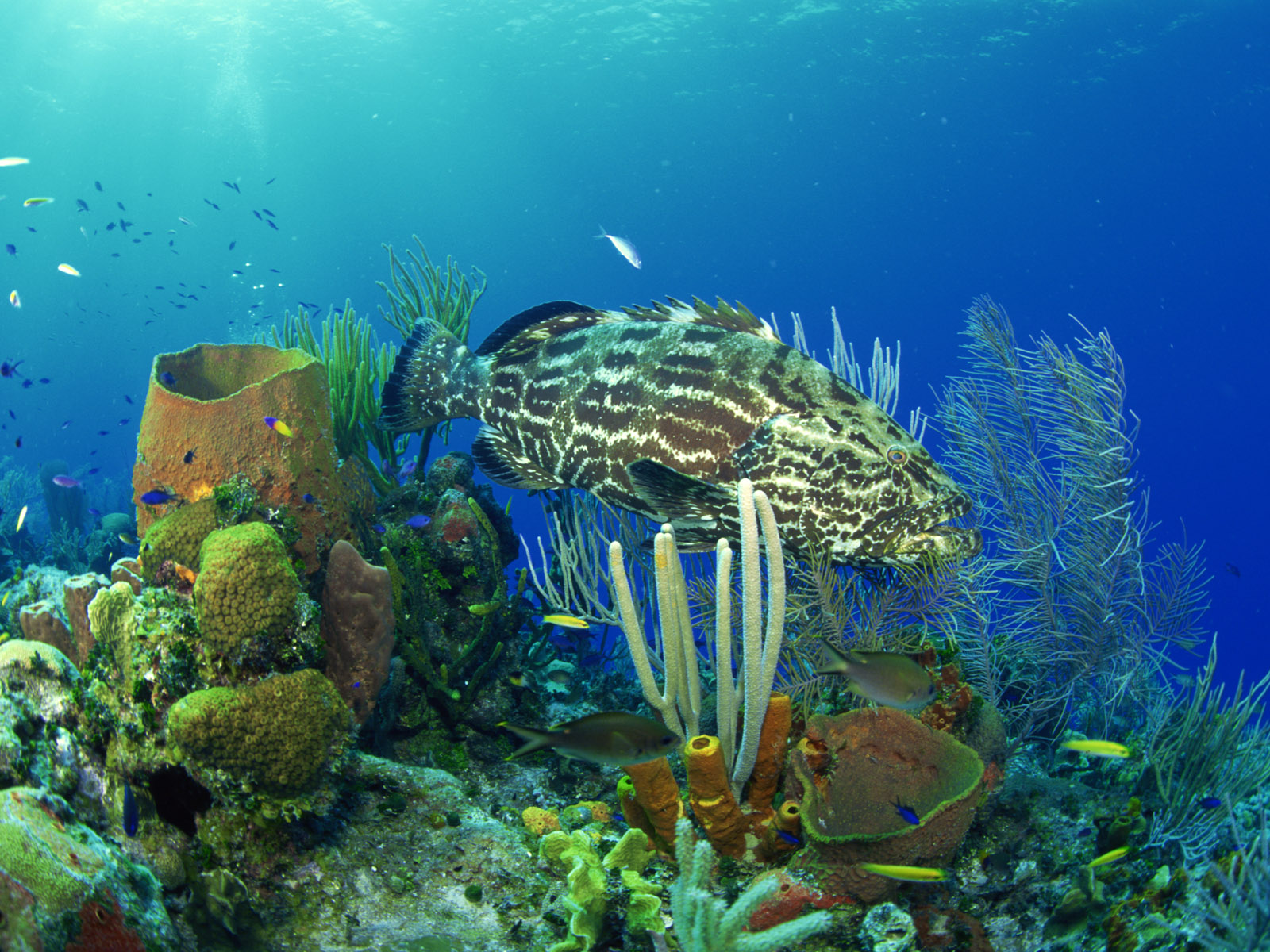 245007 Bild herunterladen fische, tiere, fisch, koralle, unterwasser - Hintergrundbilder und Bildschirmschoner kostenlos