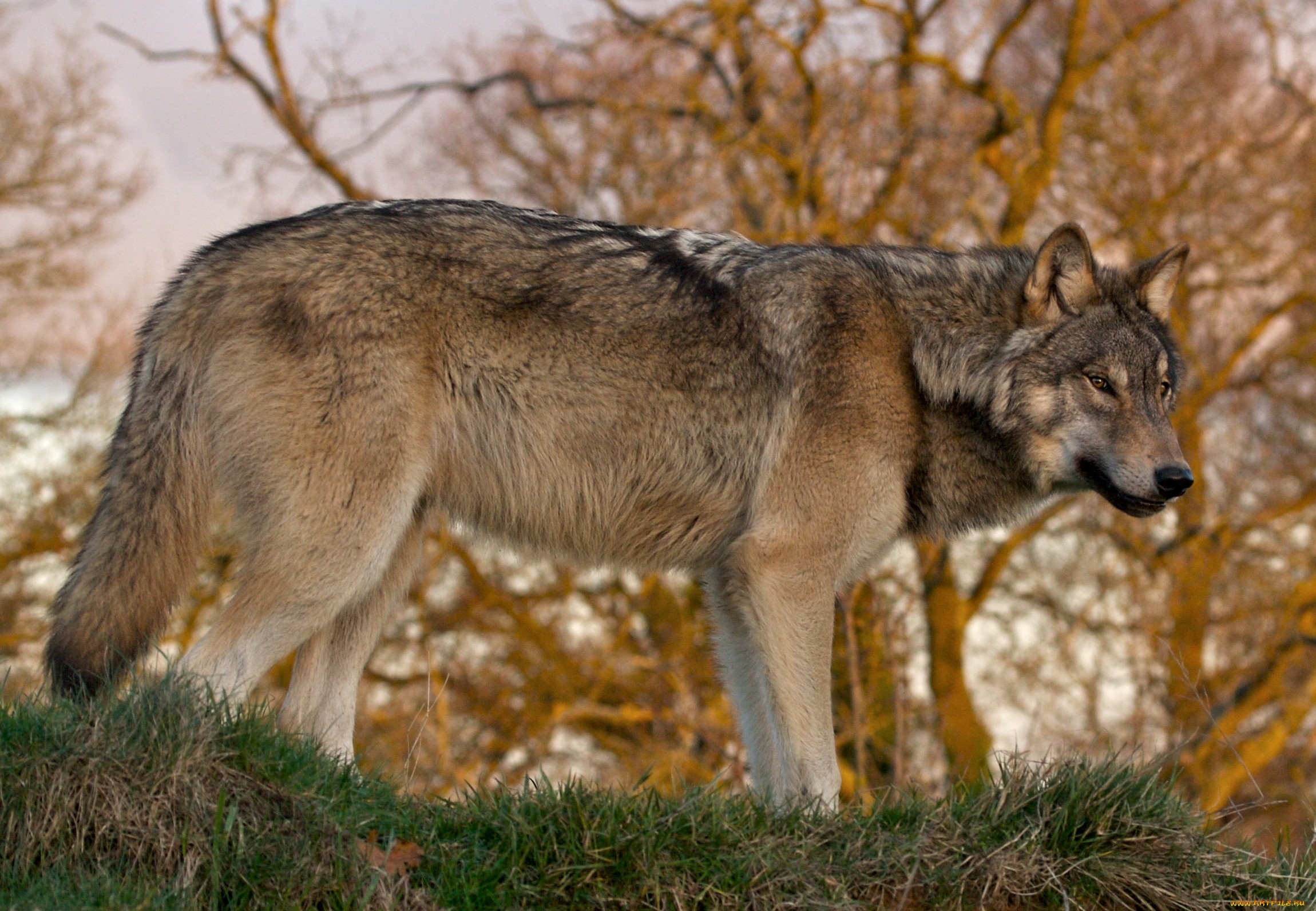 Хищное животное леса. Волк - canis Lupus l.. Среднерусский Лесной волк. Сибирский Лесной волк. Дикий Лесной волк.
