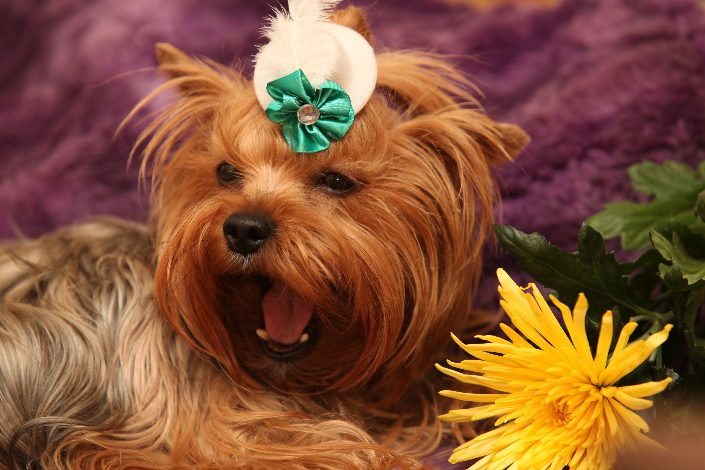 animals, flower, dog, muzzle, yorkshire terrier, to yawn, yawn HD wallpaper
