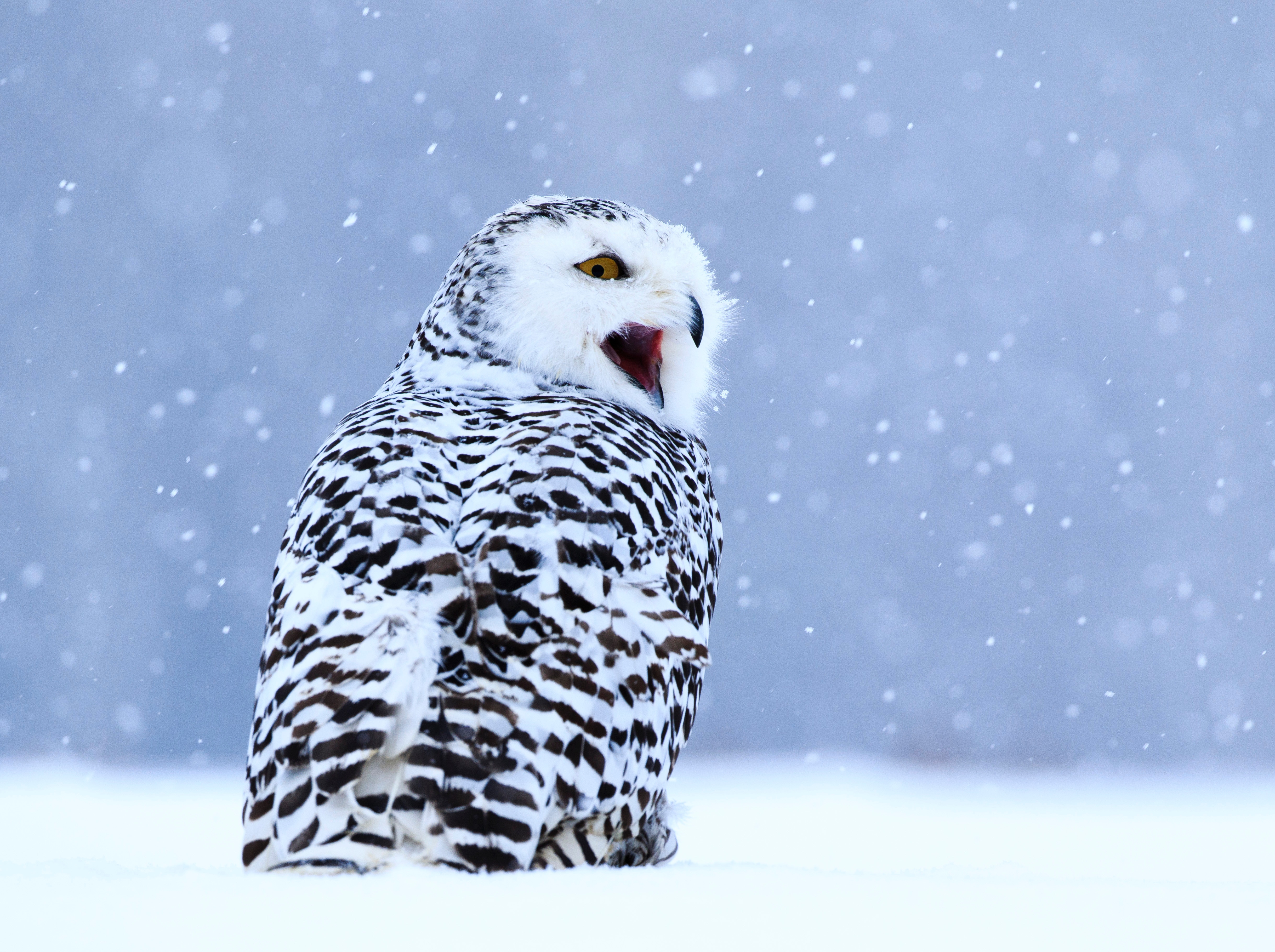 Download mobile wallpaper Winter, Snow, Polar Owl, Animals, White Owl, Bird, Owl for free.