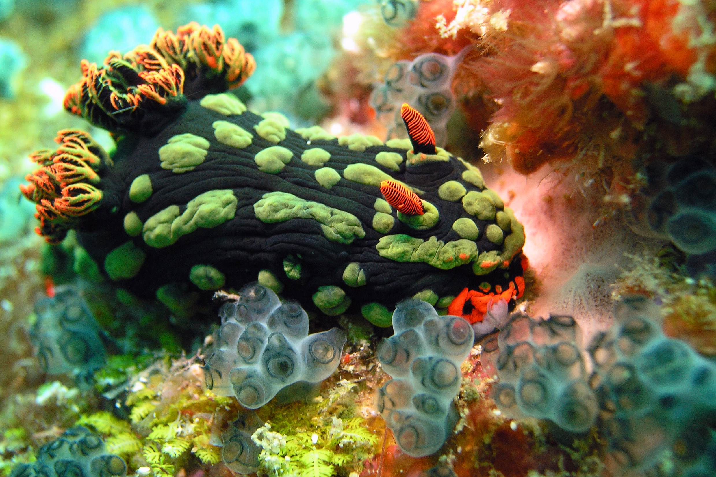 animal, sea slug desktop HD wallpaper
