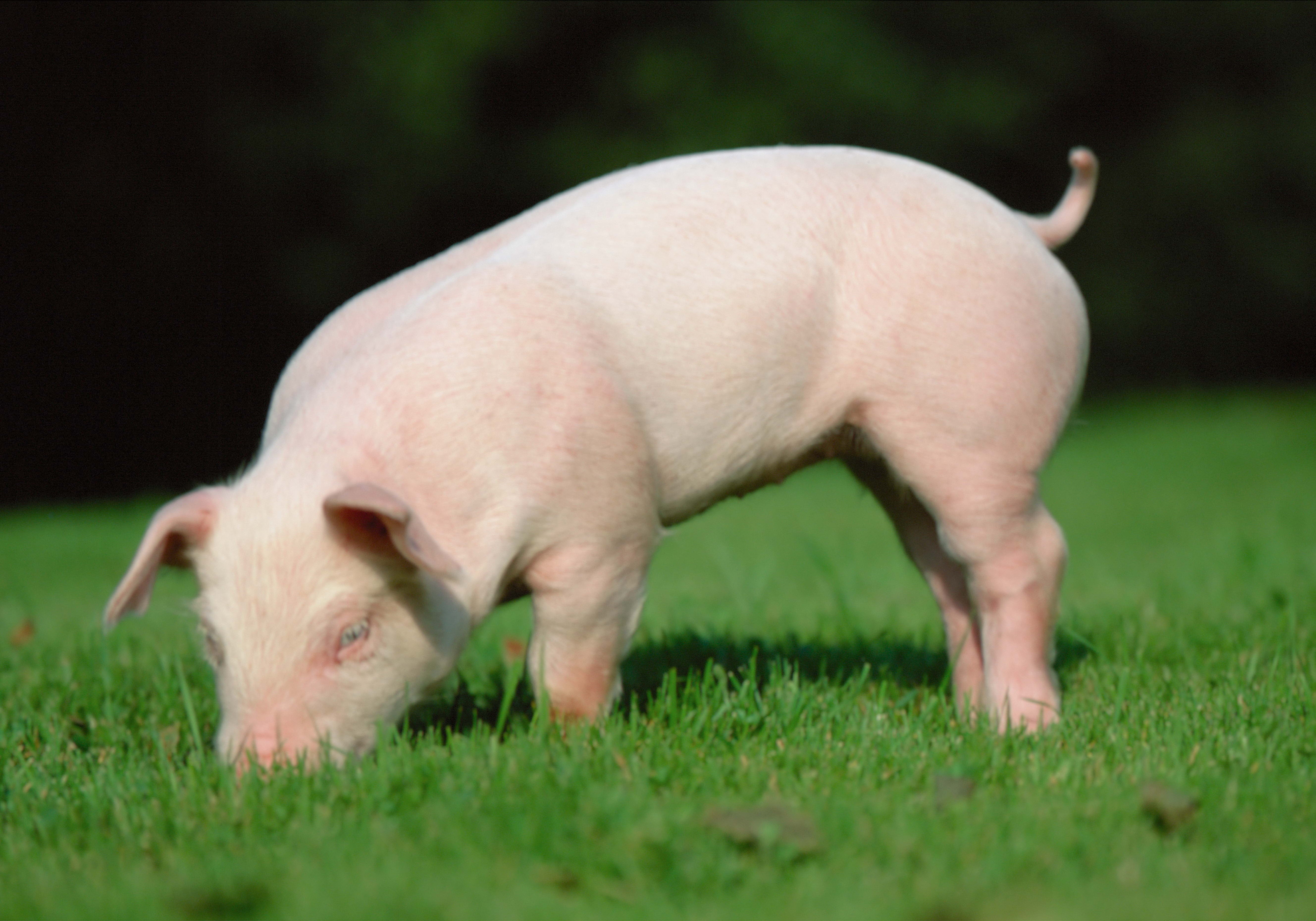 113730 скачать картинку свинья, животные, трава, земля, питание, поросёнок - обои и заставки бесплатно