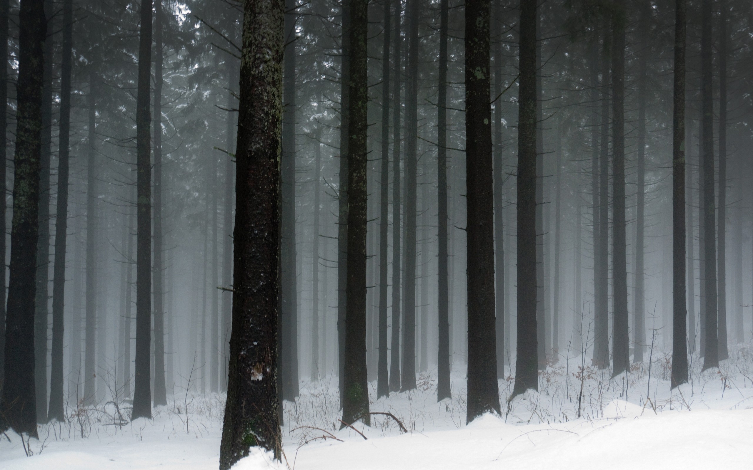 Dark winter wallpaper. Мрачный зимний лес. Темный зимний лес. Темный снежный лес. Холодный лес.