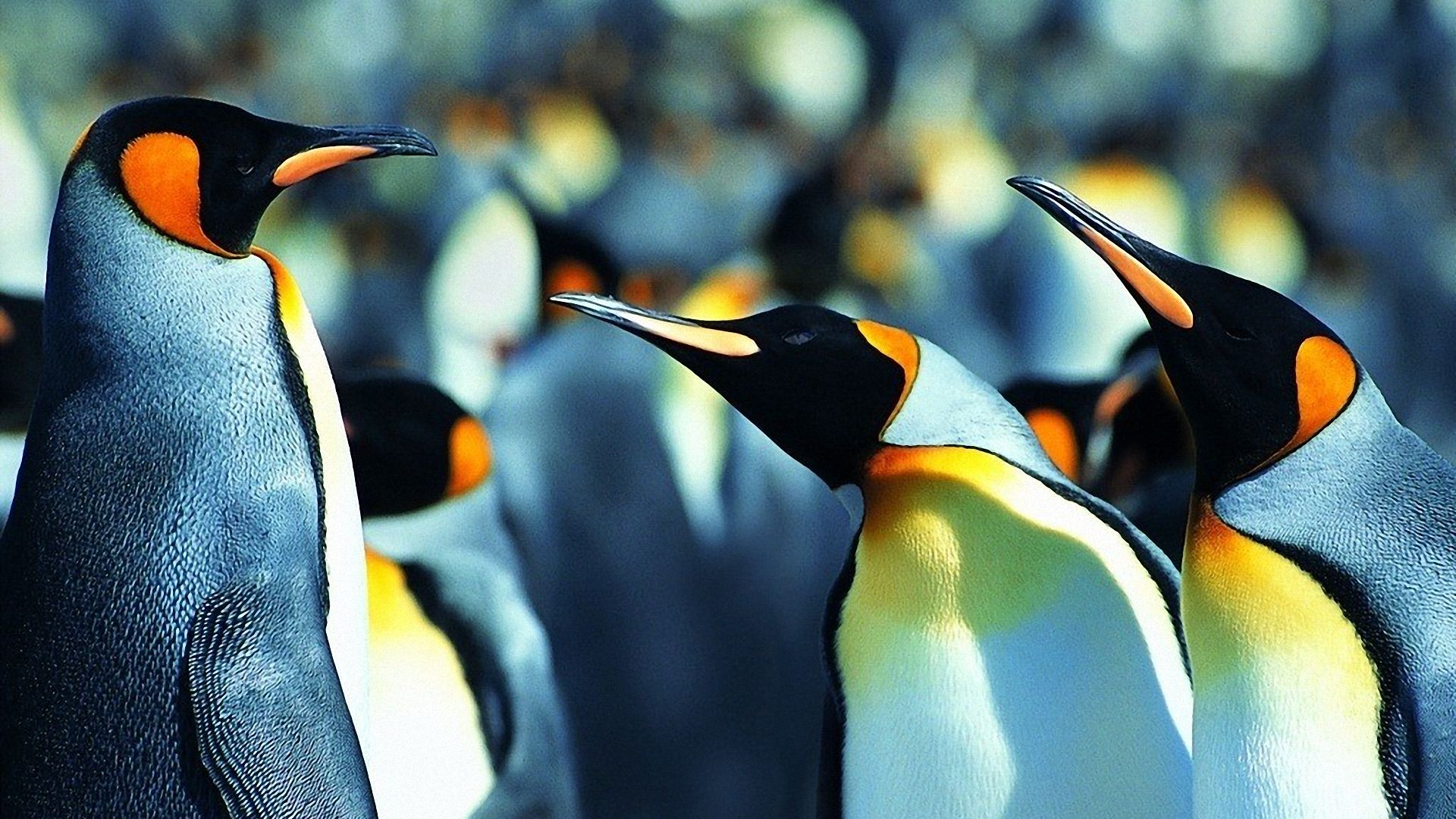 389046壁紙のダウンロード動物, ペンギン, キングペンギン, 鳥-スクリーンセーバーと写真を無料で