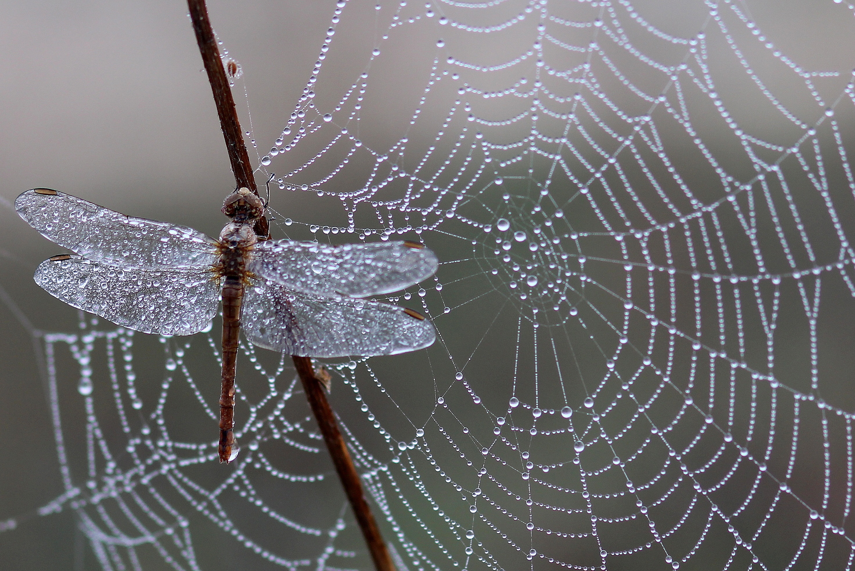 drops, ice, web, macro, dragonfly