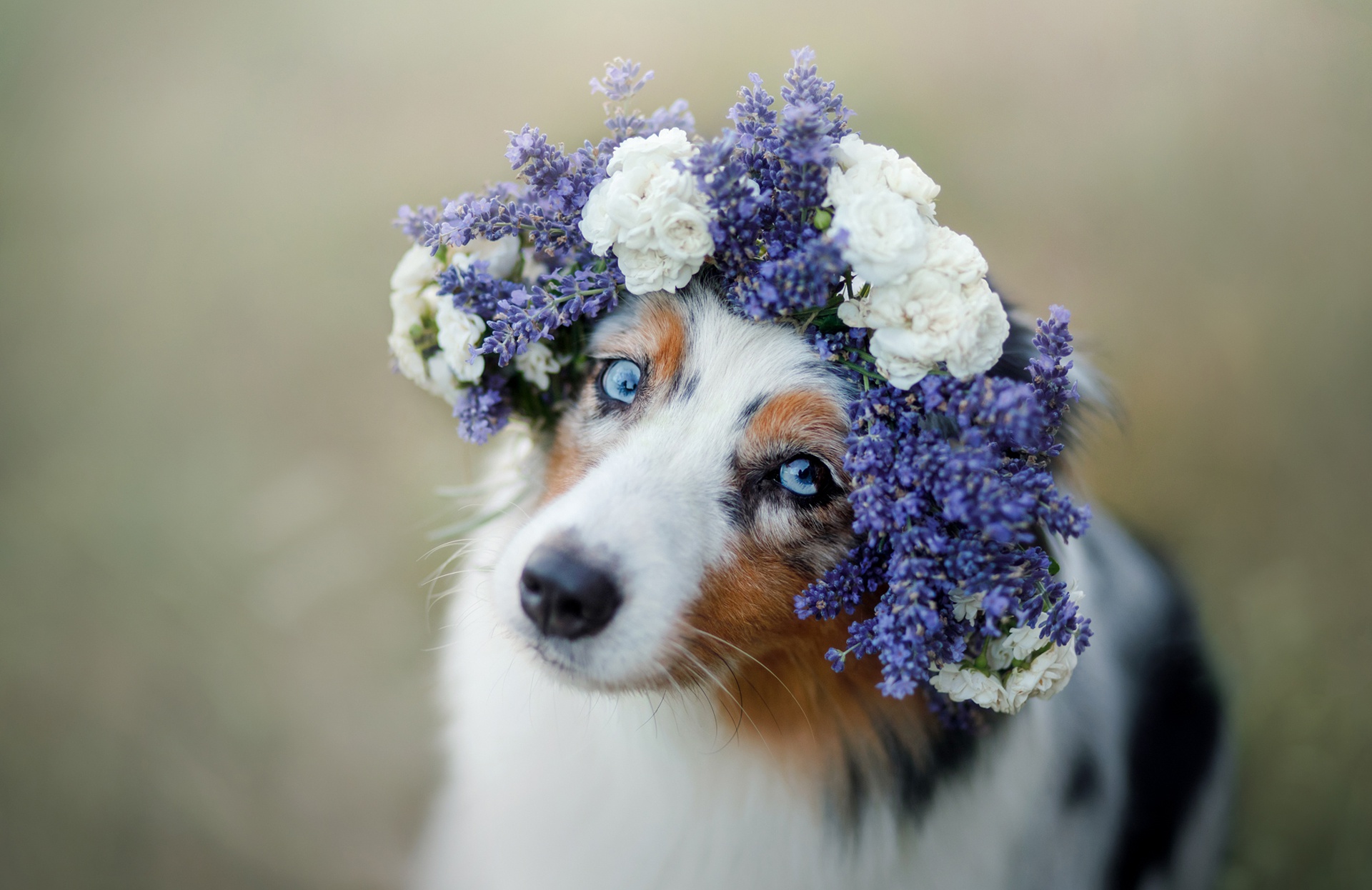 Собака с венком из цветов