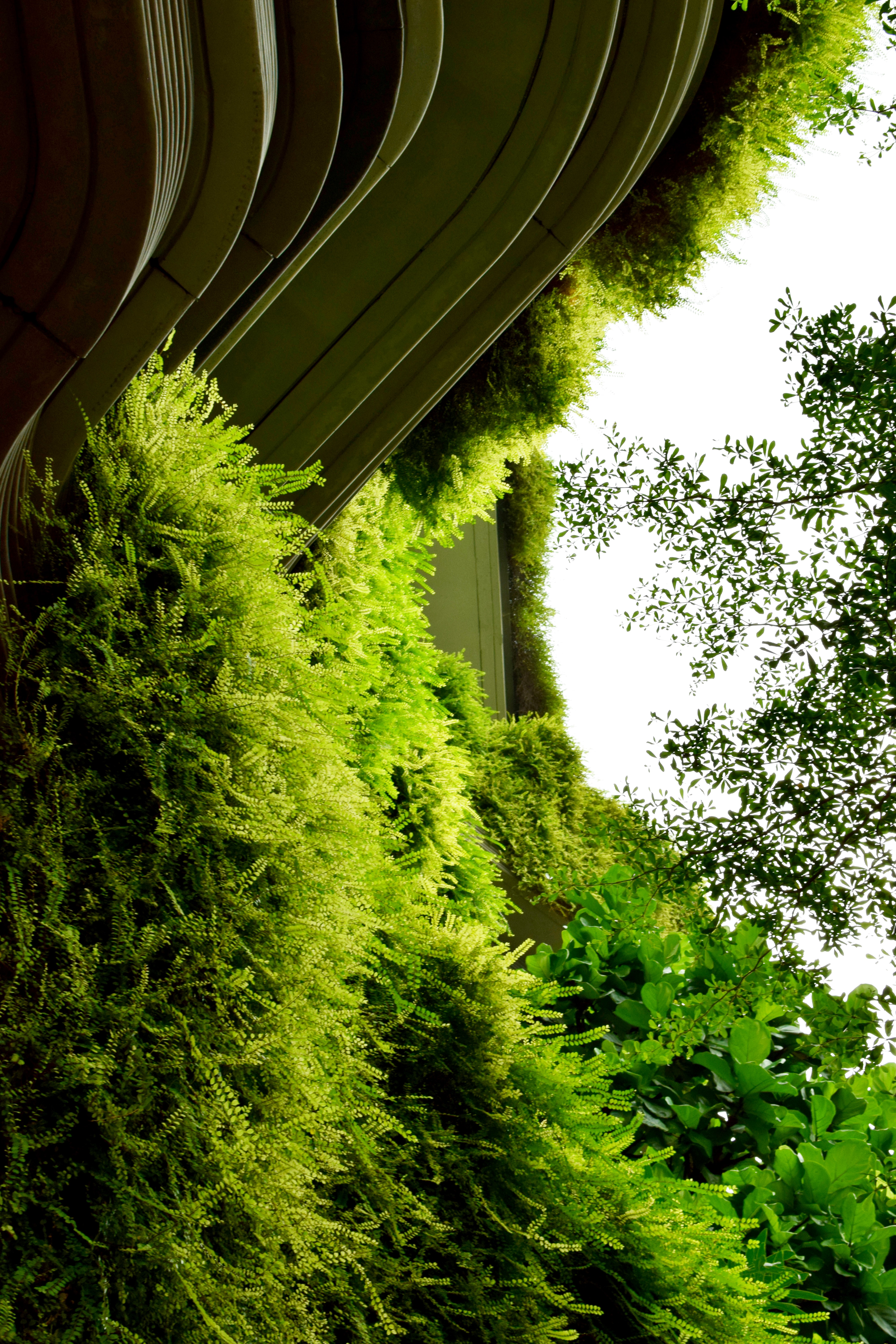 Handy-Wallpaper Bush, Gebäude, Verschiedenes, Sonstige, Farn, Pflanzen kostenlos herunterladen.