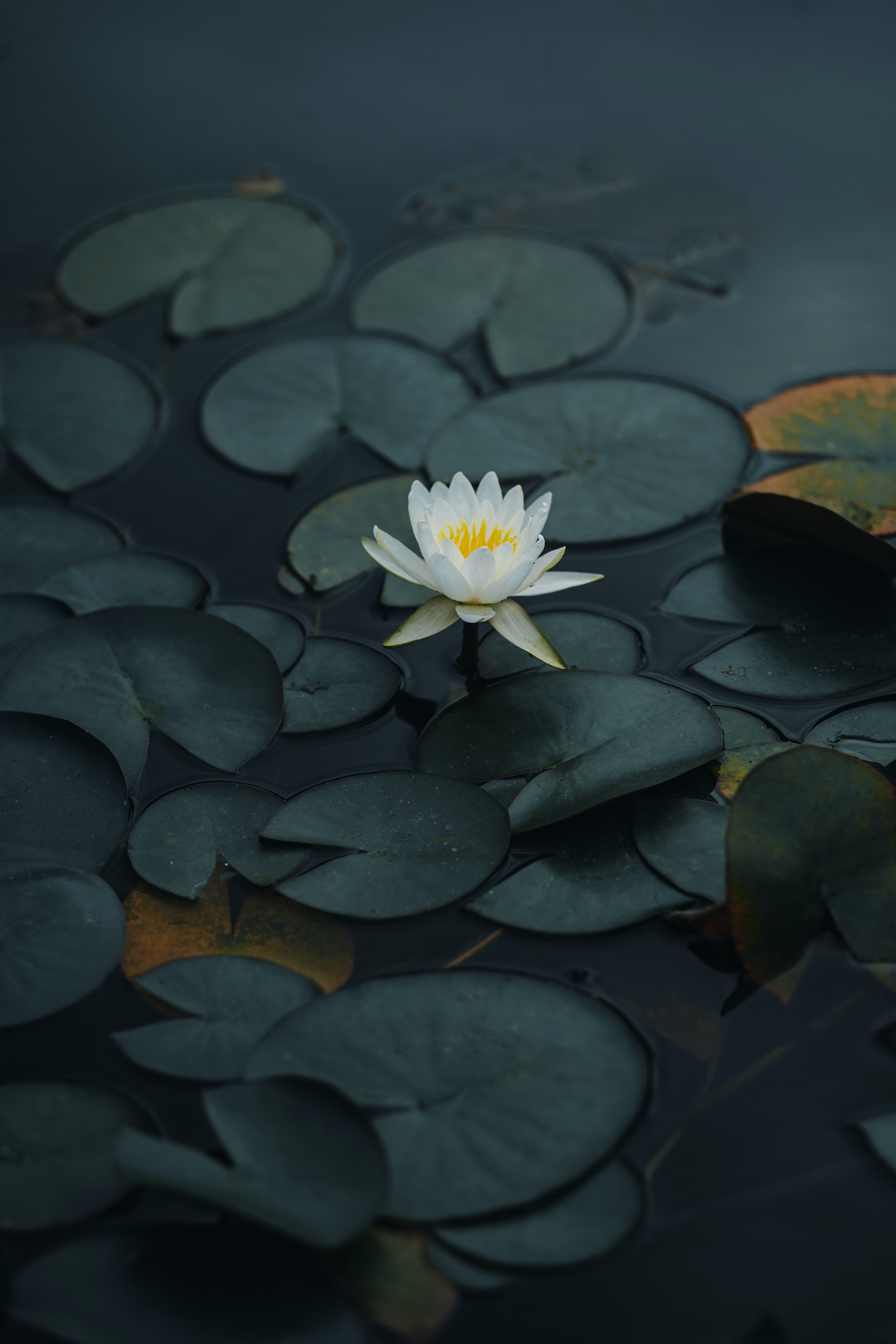 lotus, flowers, water, leaves, flower, petals, basin cellphone