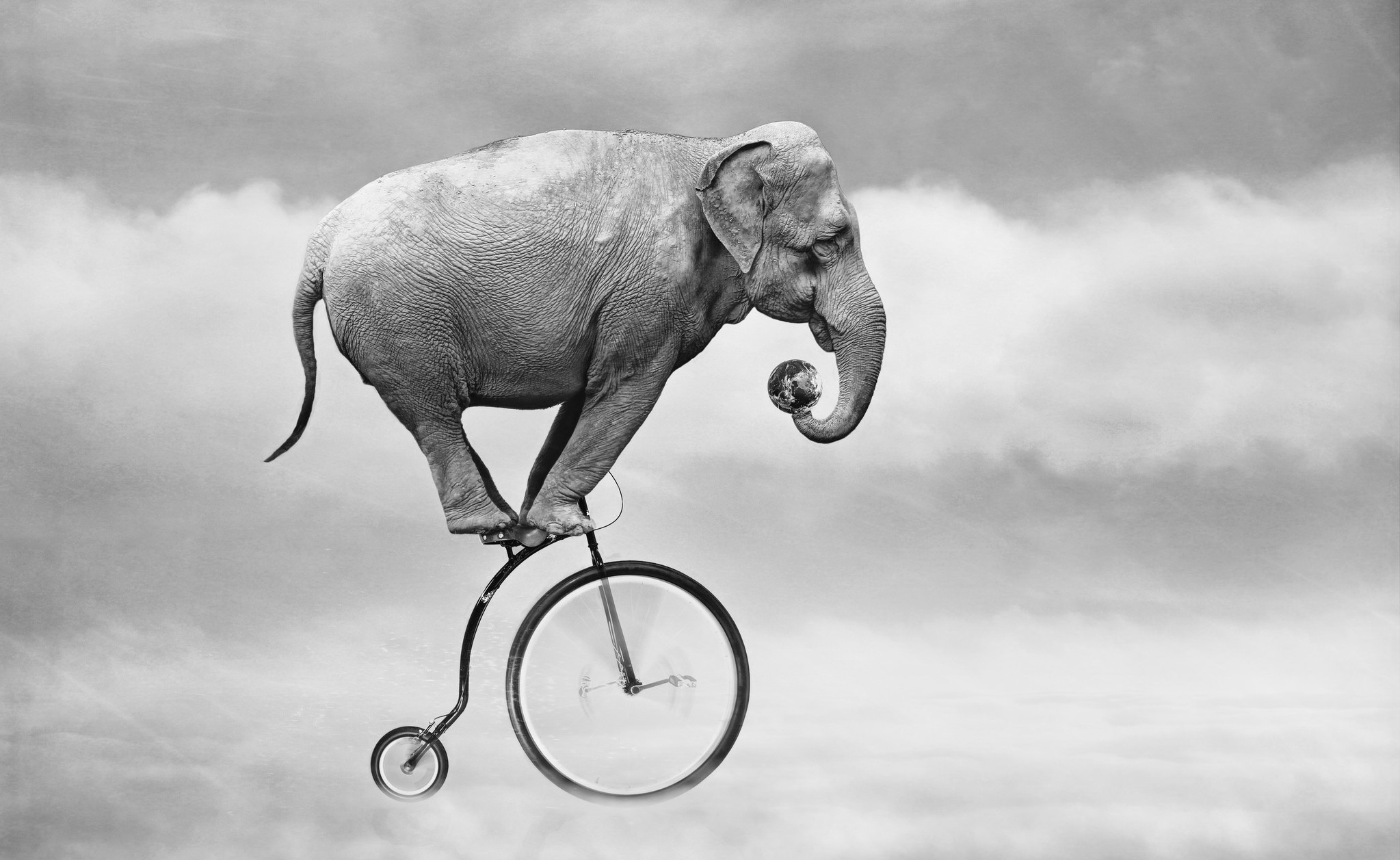 Необычные картинки с необычными надписями. Необычный слон. Слон на велосипеде. Животные на велосипеде. Креативные картинки.