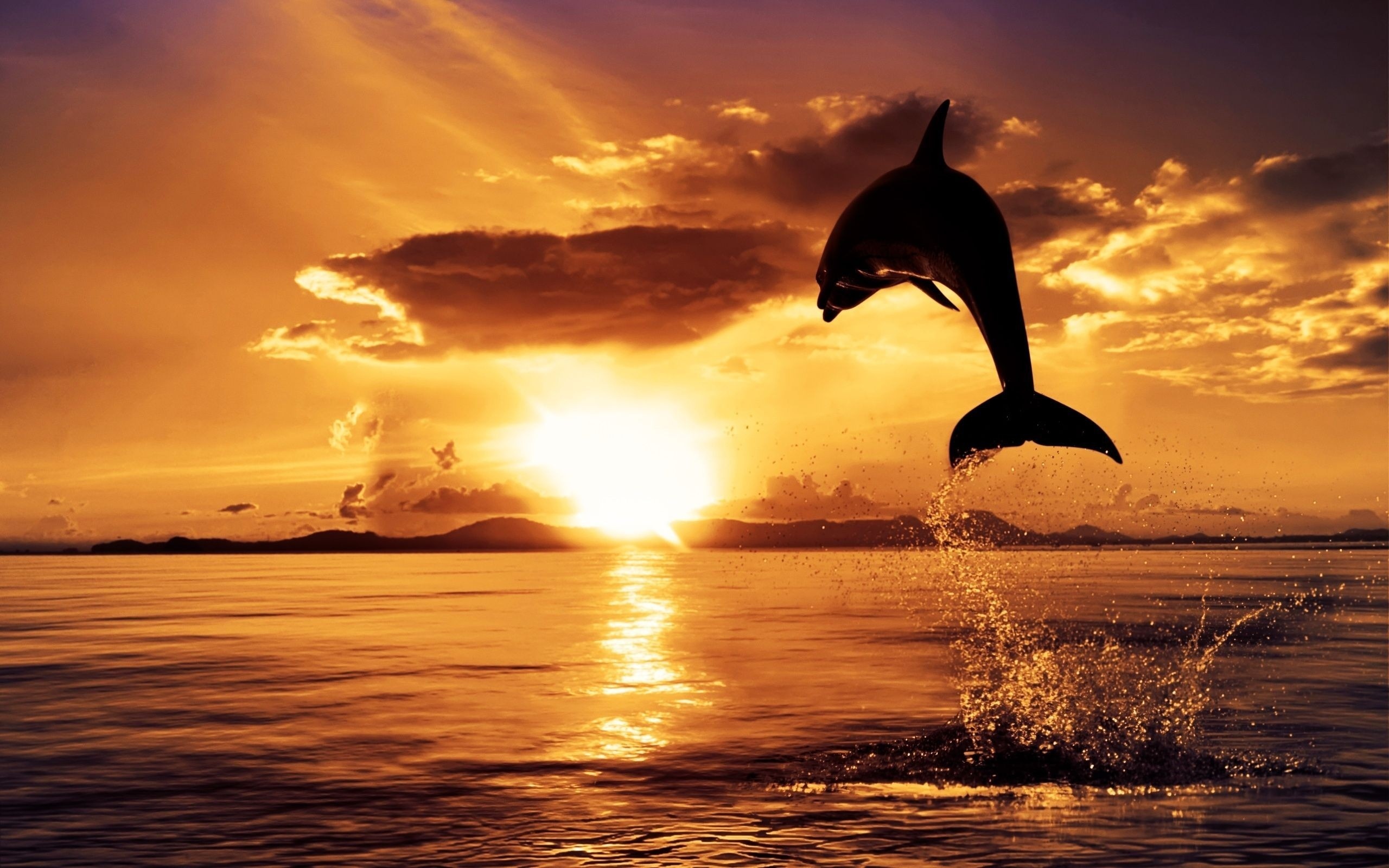 Скачать картинку Пейзаж, Животные, Море, Дельфины в телефон бесплатно.