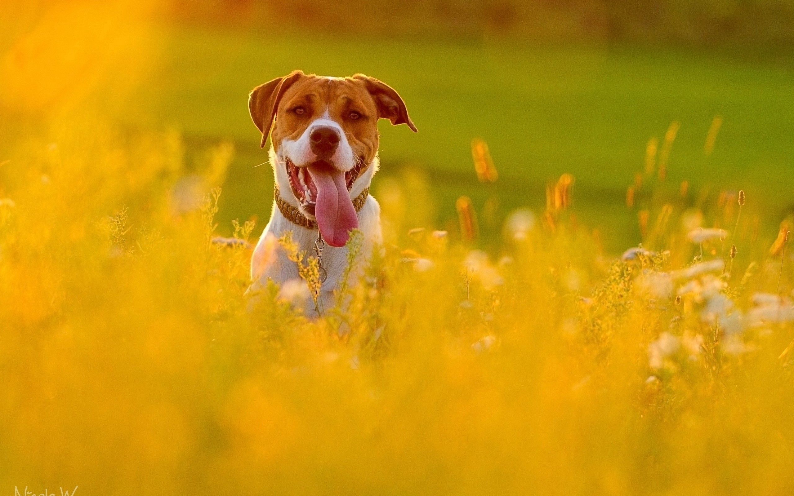 animals, flowers, grass, dog, muzzle, field, protruding tongue, tongue stuck out, run away, run 4K