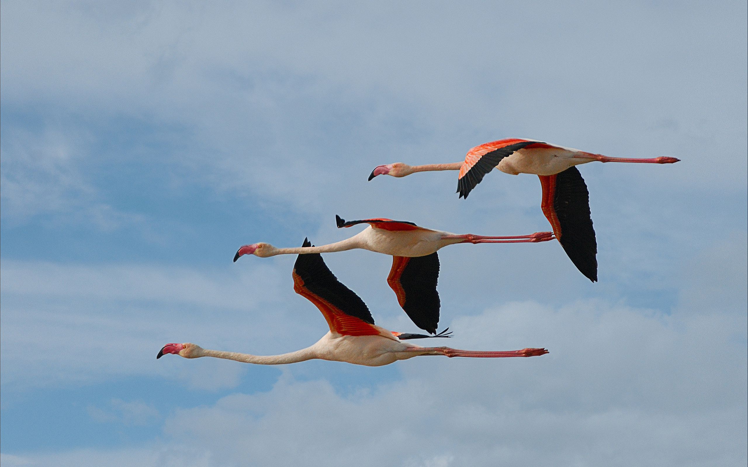 380151 Hintergrundbilder und Flamingo Bilder auf dem Desktop. Laden Sie  Bildschirmschoner kostenlos auf den PC herunter
