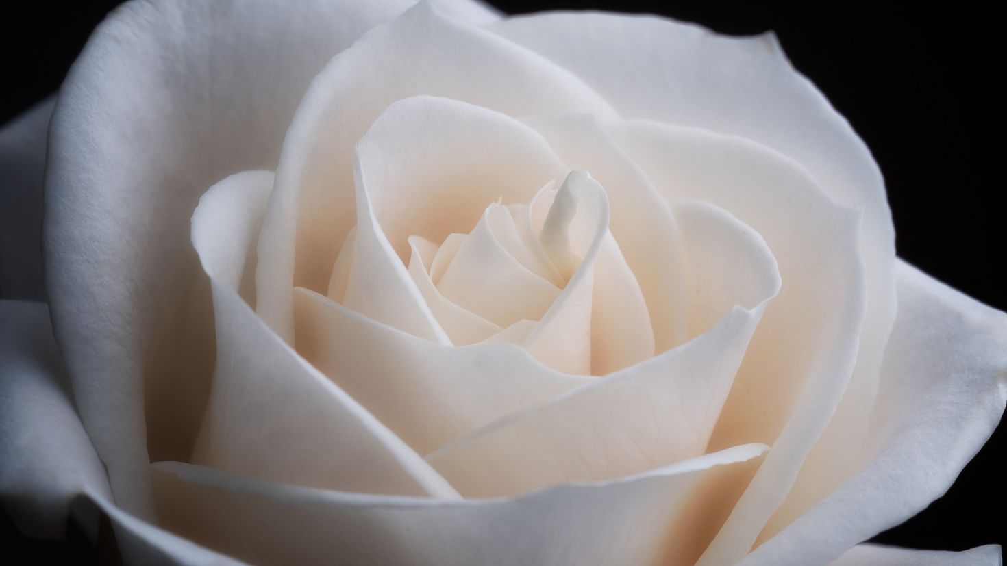 Белая картинка. Белые розы. Крупные белые розы. Белая чайная роза. Белые розы крупно.