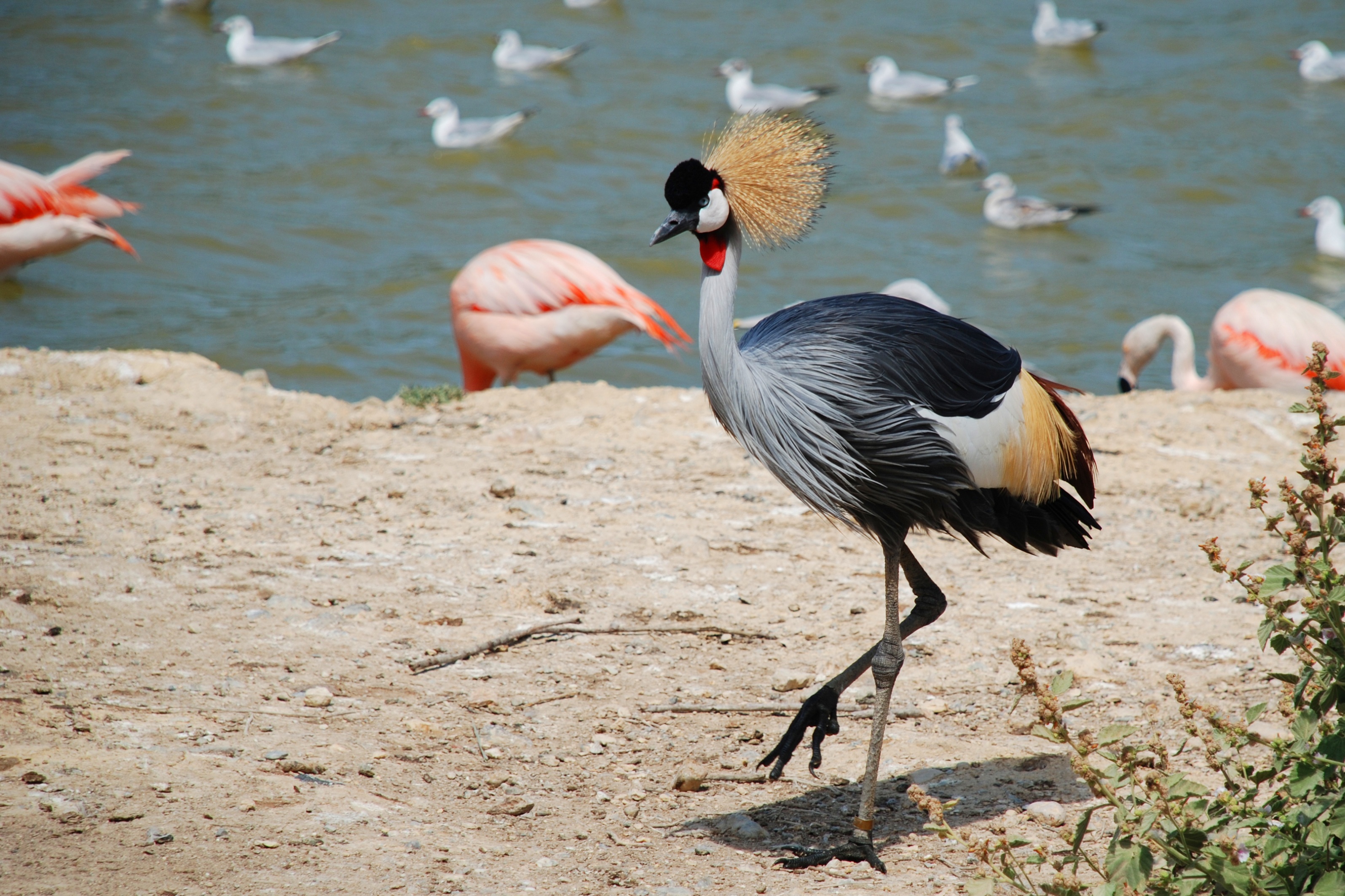 birds, animal, grey crowned crane, bird download HD wallpaper