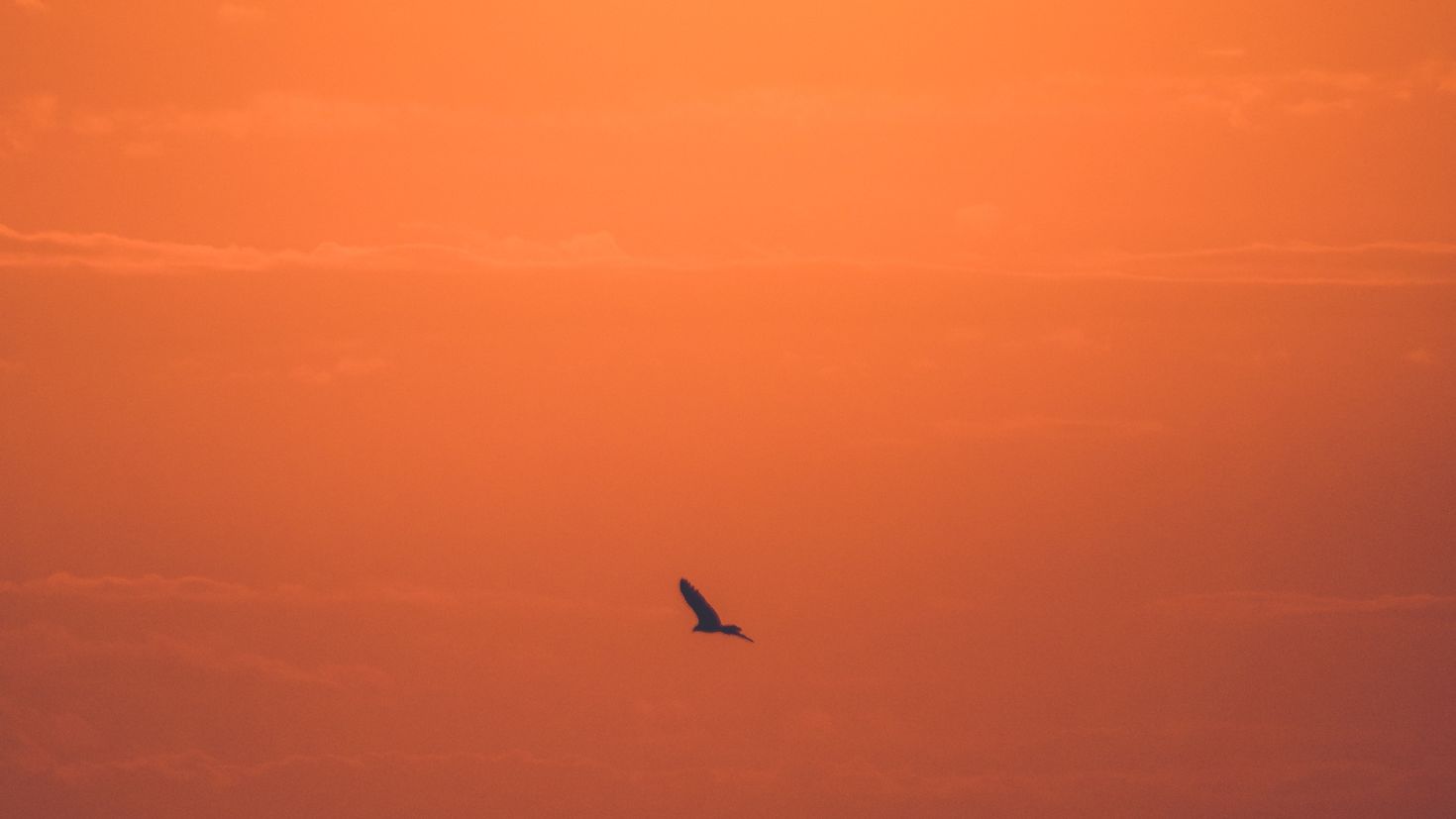 Kiwi sunset фото