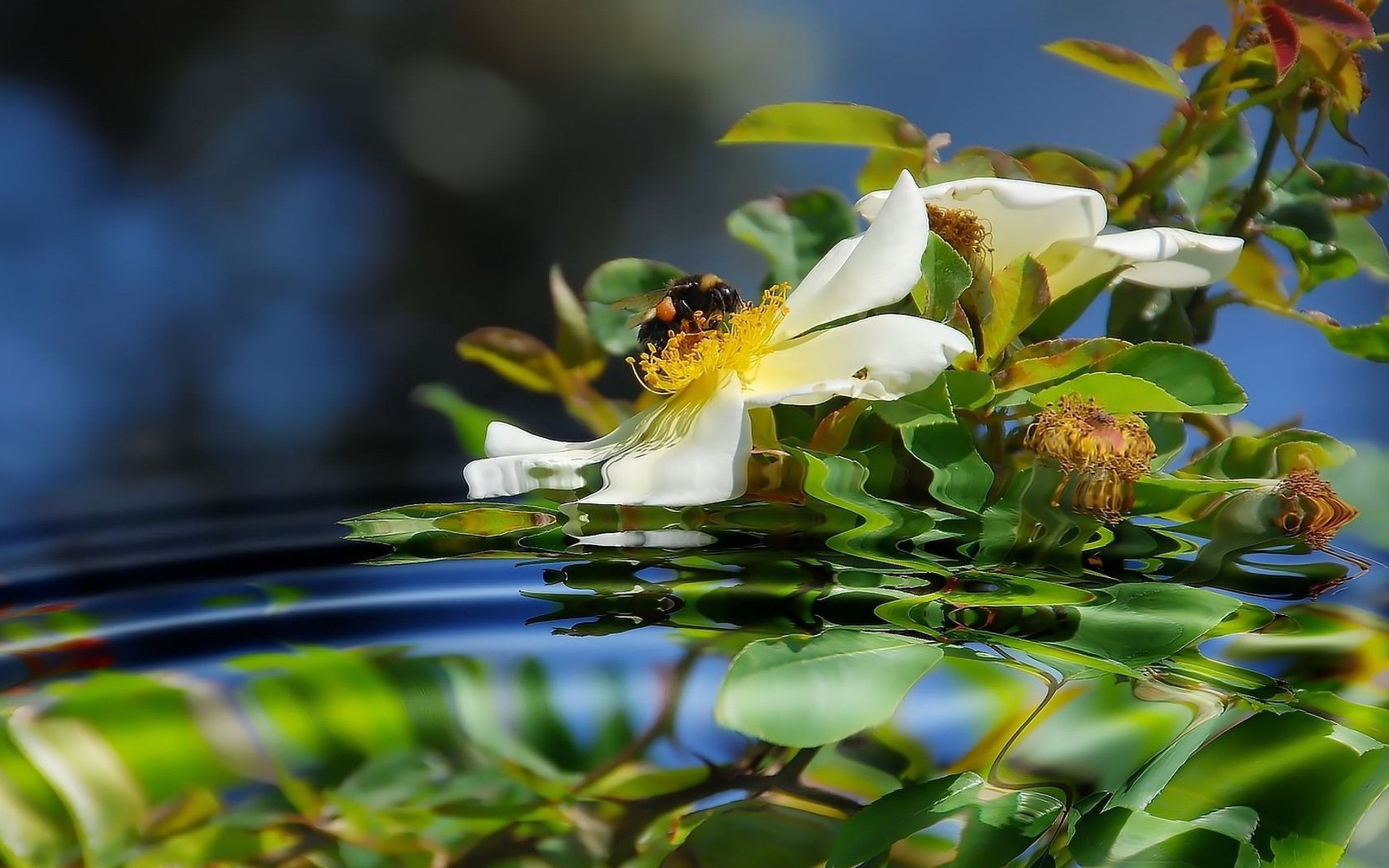 24492 скачать картинку цветы, пчелы, насекомые, растения, вода - обои и заставки бесплатно