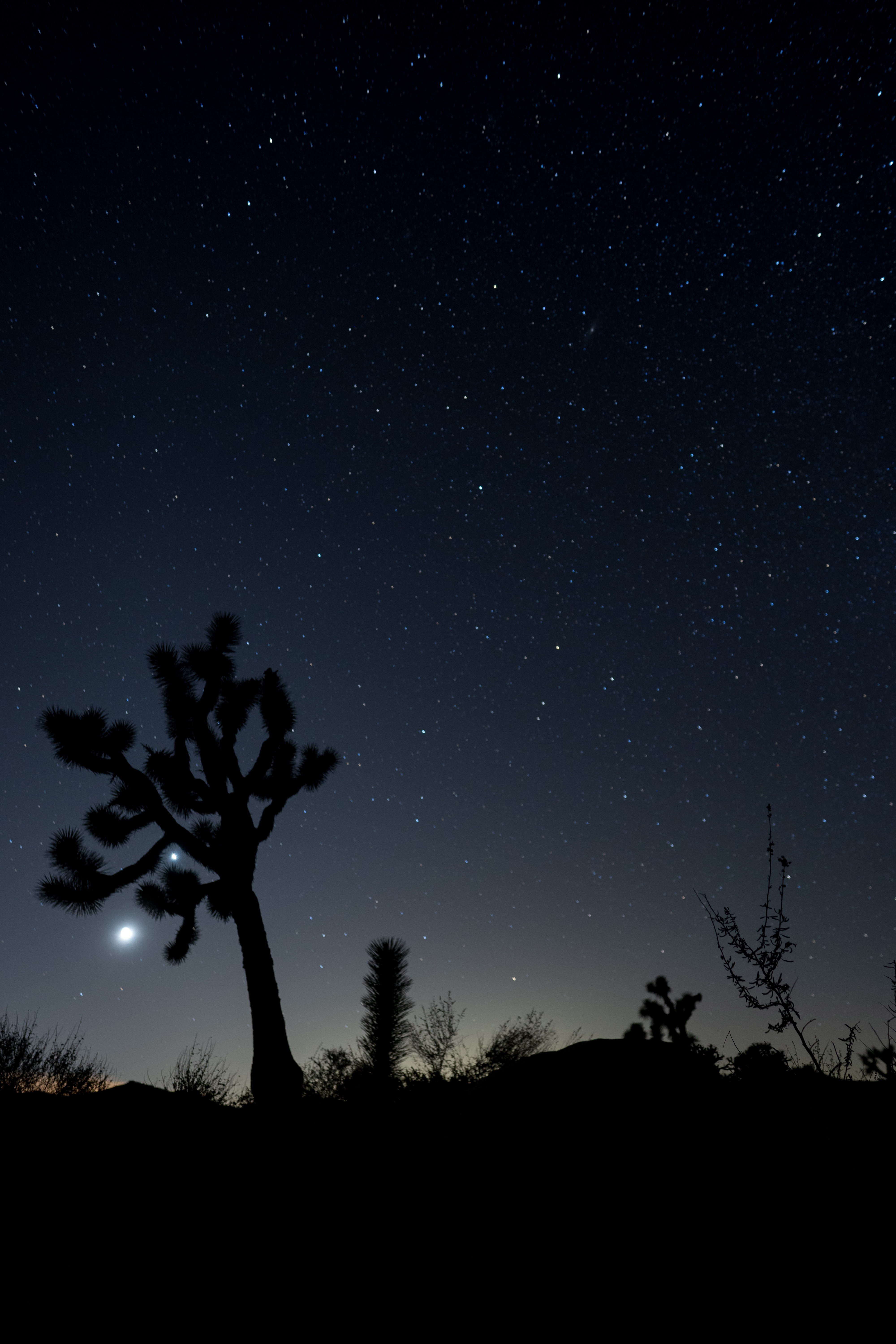 cactuses, night, bush, dark, starry sky 4K, Ultra HD