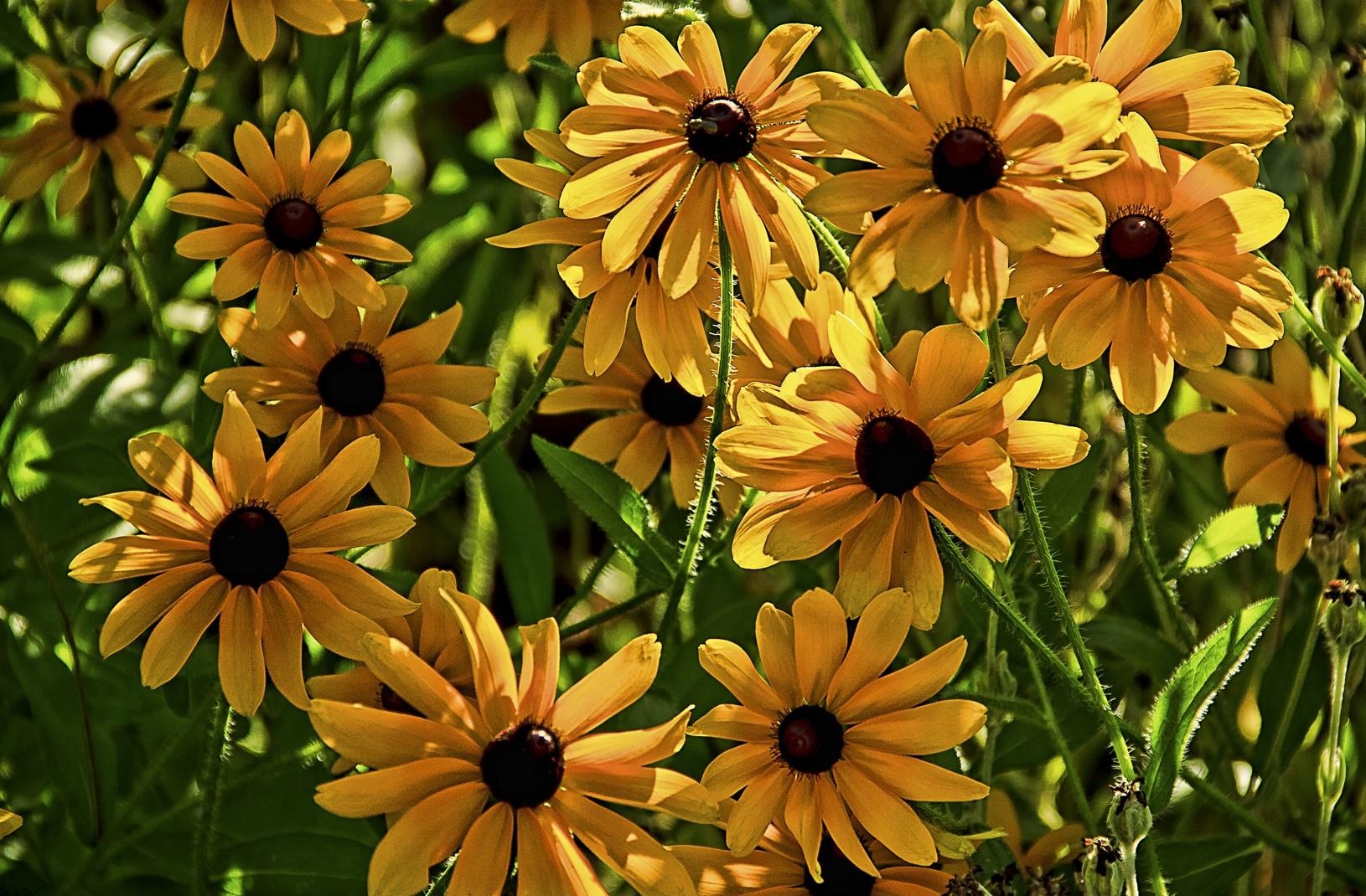 flowers, blur, smooth, flower bed, flowerbed, rudbeckia, rudbekia wallpapers for tablet