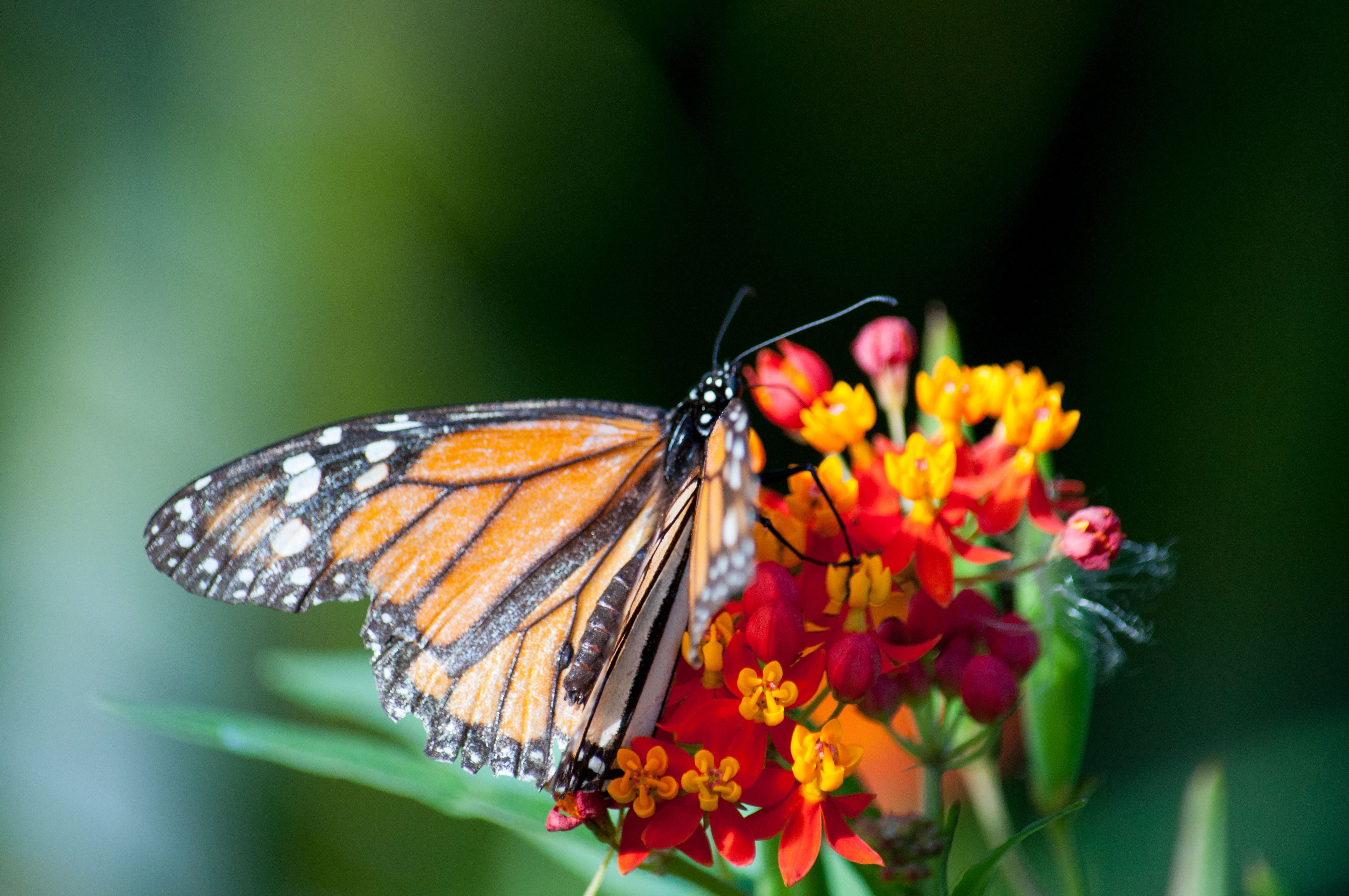 Бабочка черно оранжевая. Оранжевая бабочка. Черно оранжевая бабочка. Художественная фотосъемка оранжевая бабочка на цветке. Оранжевые бабочки картинки.