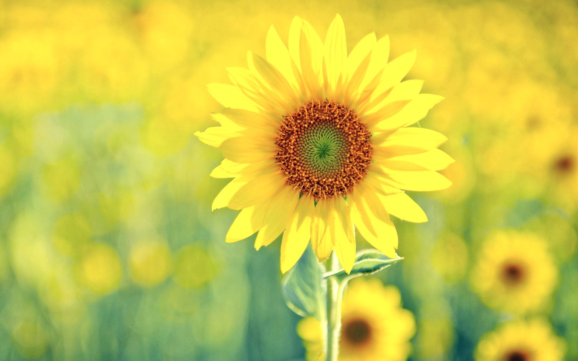 151257 Hintergrundbild herunterladen sommer, blumen, pflanze, sonnenblume, sonnigen, solar - Bildschirmschoner und Bilder kostenlos