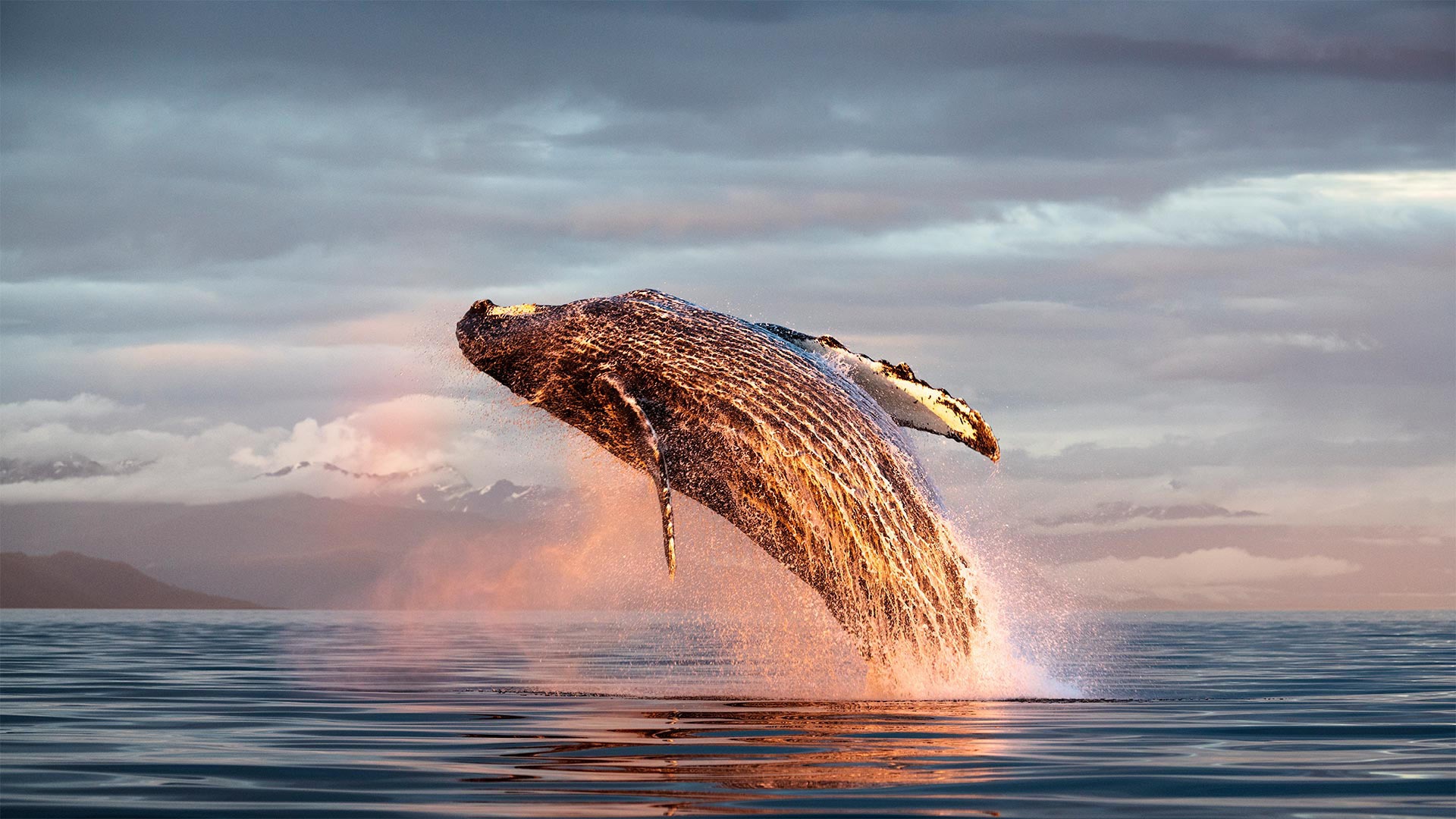 Горбатый кит Аляска