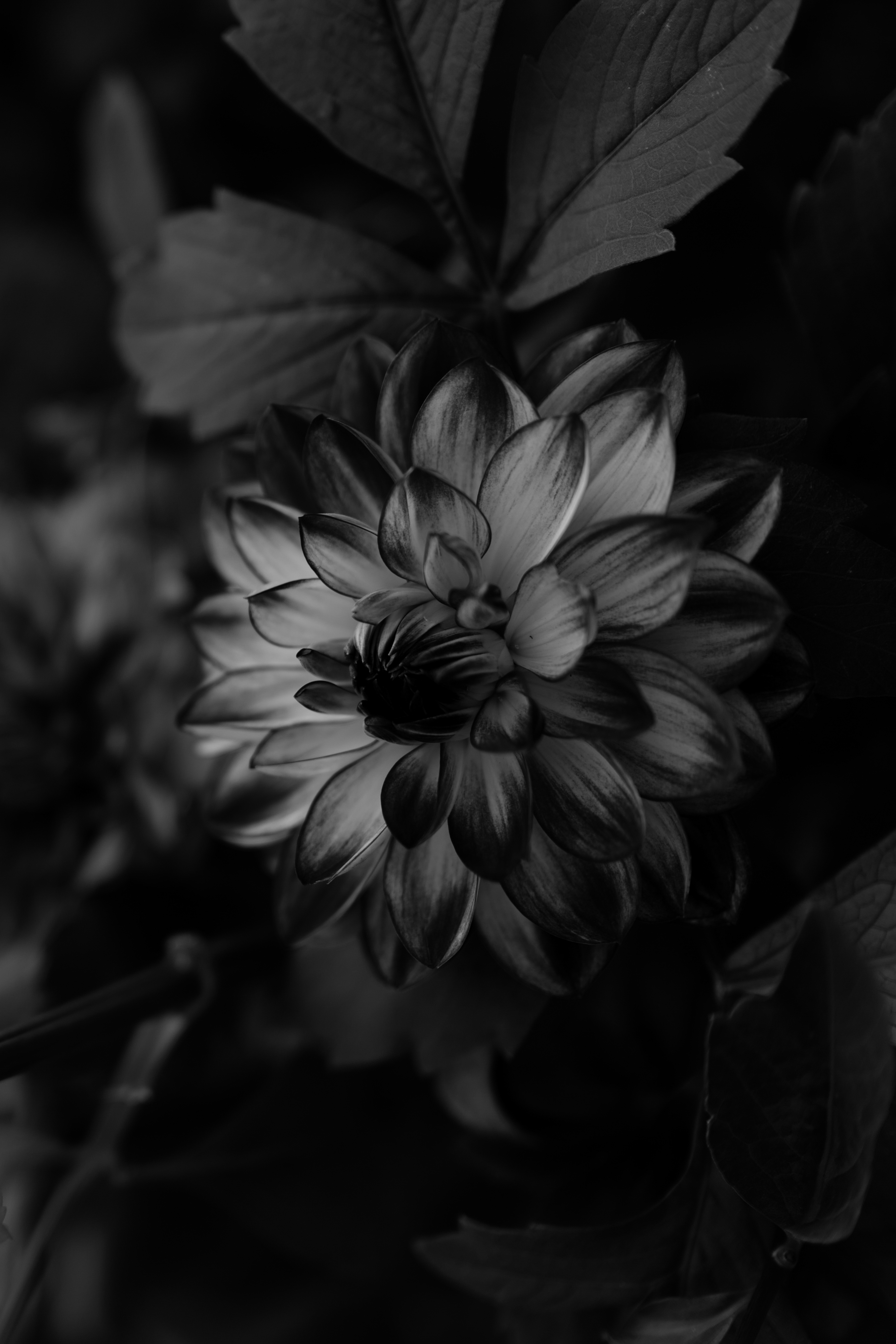 android dahlia, flowers, flower, petals, bw, chb