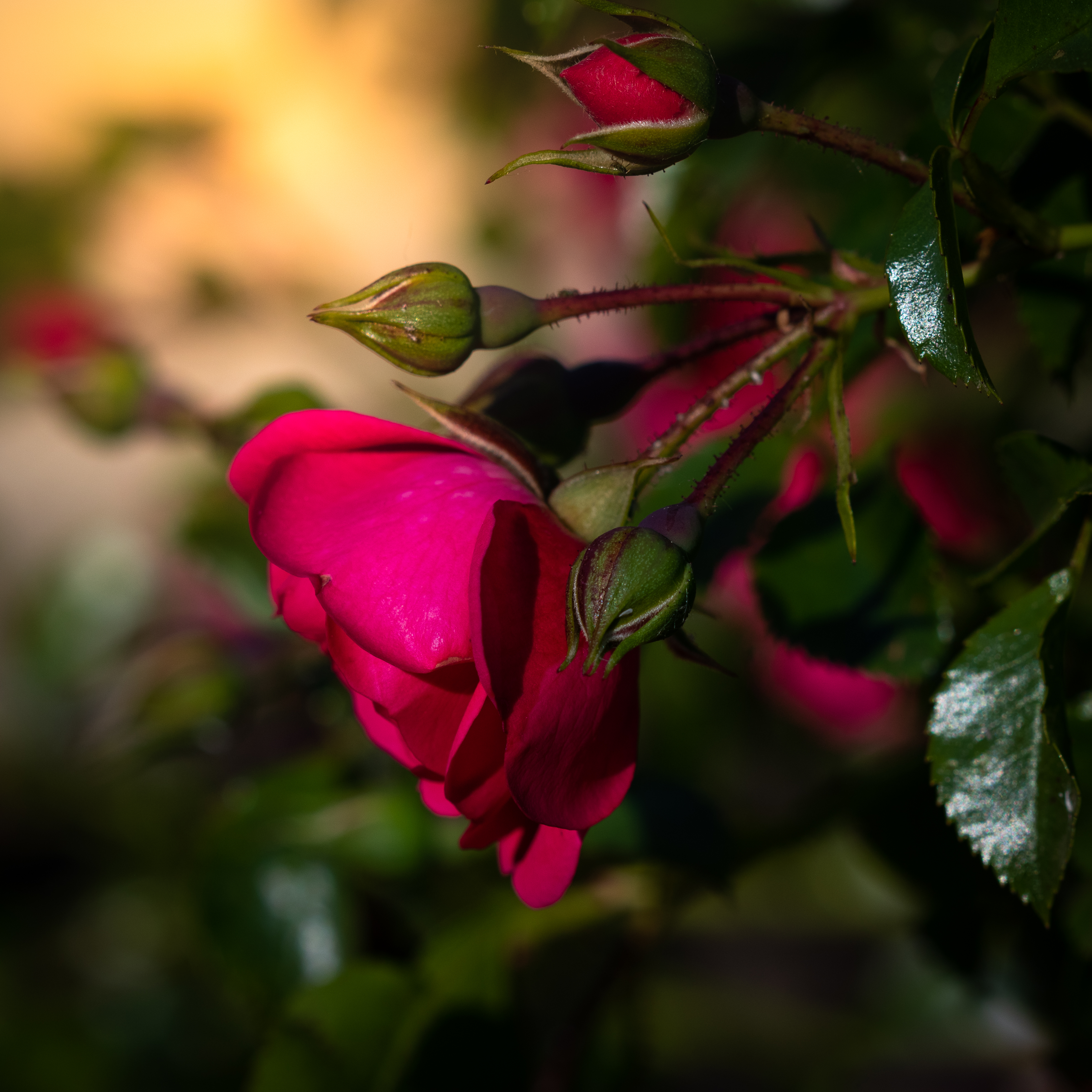 rose flower, flowers, leaves, pink, flower, rose, petals for android