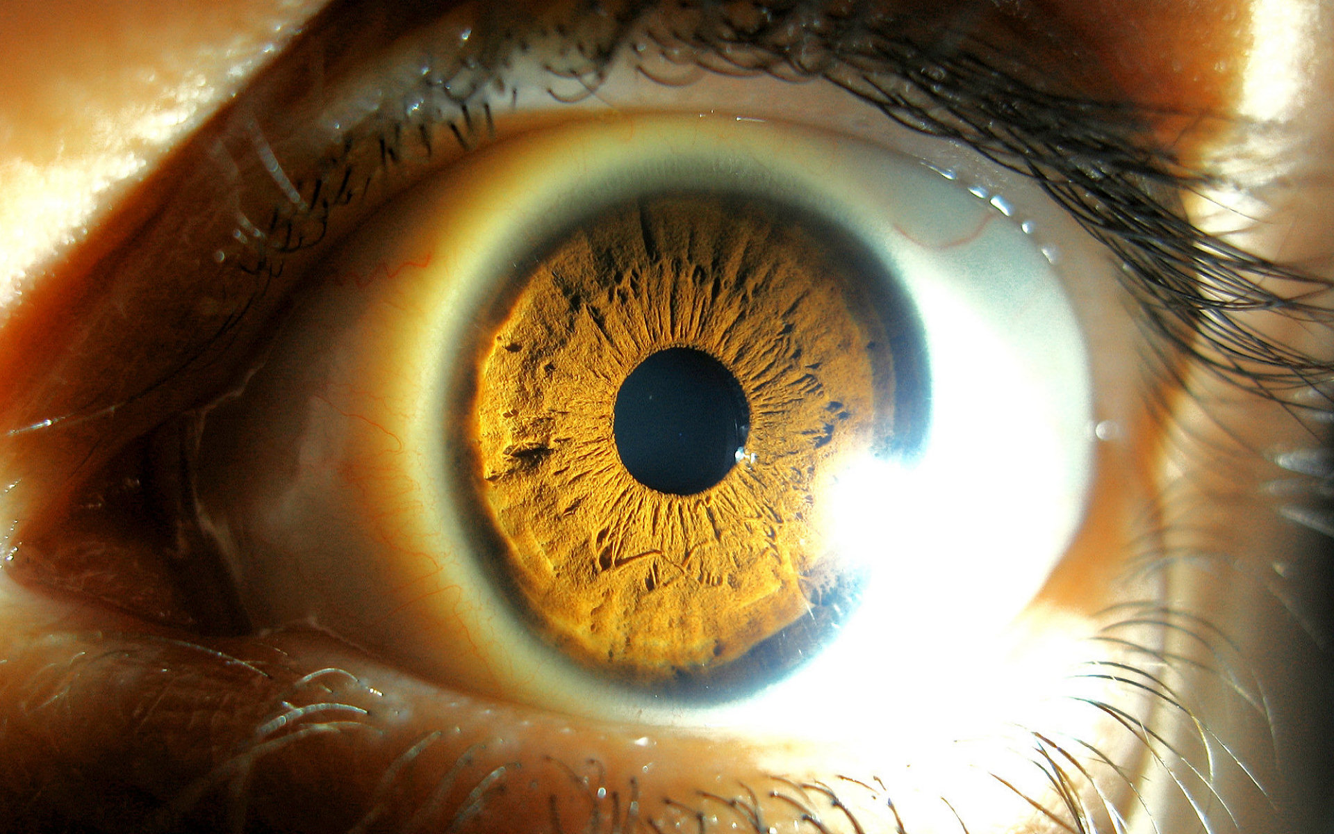 Посвети глазами. Человеческий глаз. Желто карие глаза. Отражение в зрачке. Глаз и солнце.