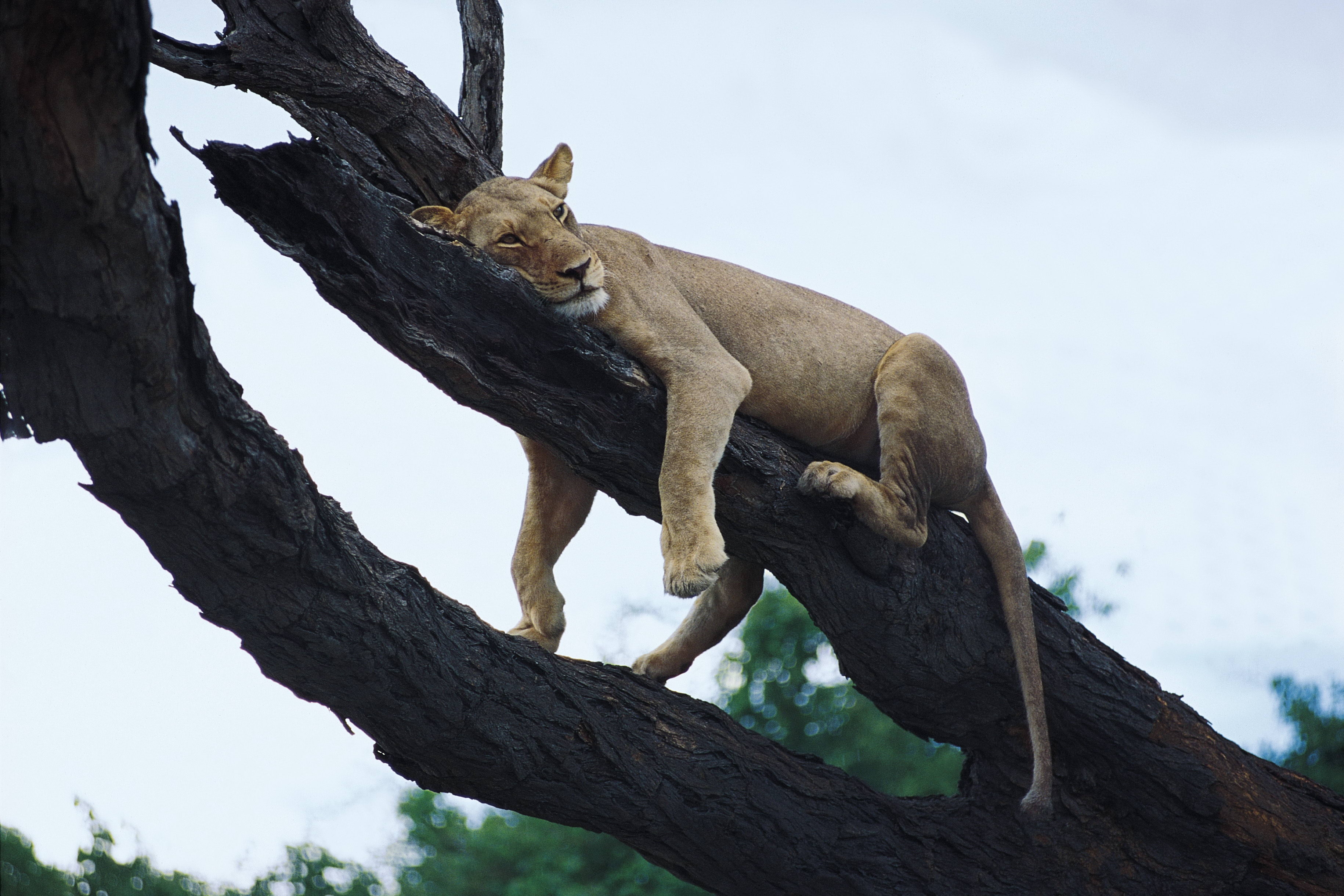 Download mobile wallpaper Tree, Rest, Animals, Wood, Predator, Relaxation, Lion for free.