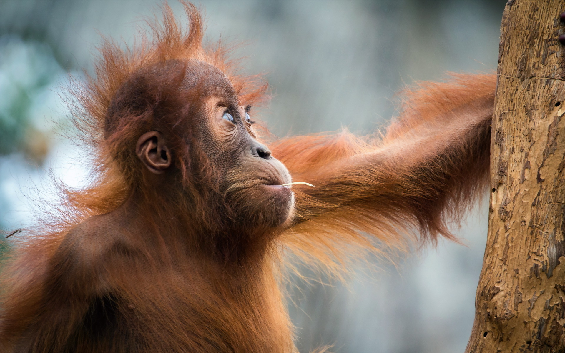 291230 baixar imagens animais, orangotango, animal bebê, primata, macacos - papéis de parede e protetores de tela gratuitamente