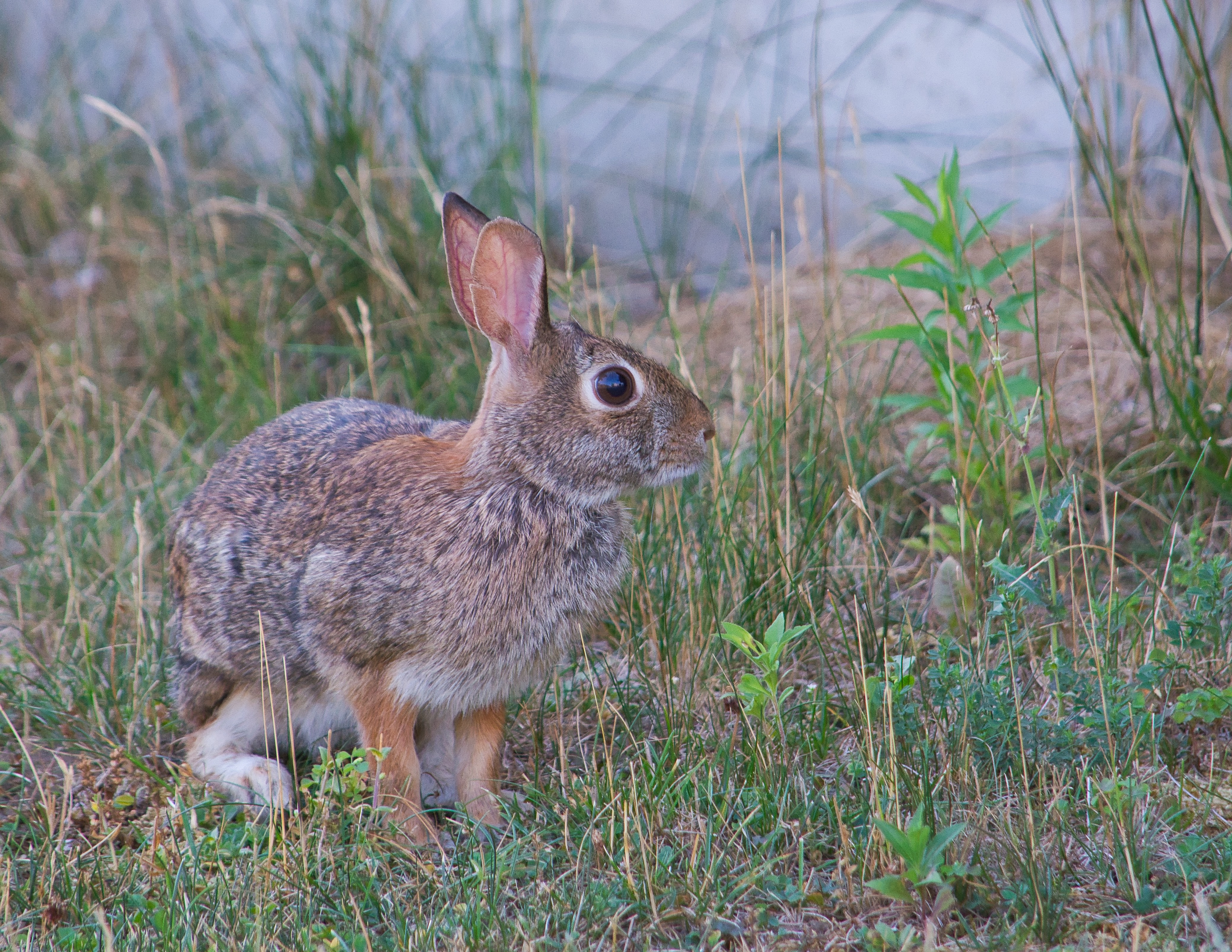 Download mobile wallpaper Hare, Animals, Animal, Grey, Grass for free.
