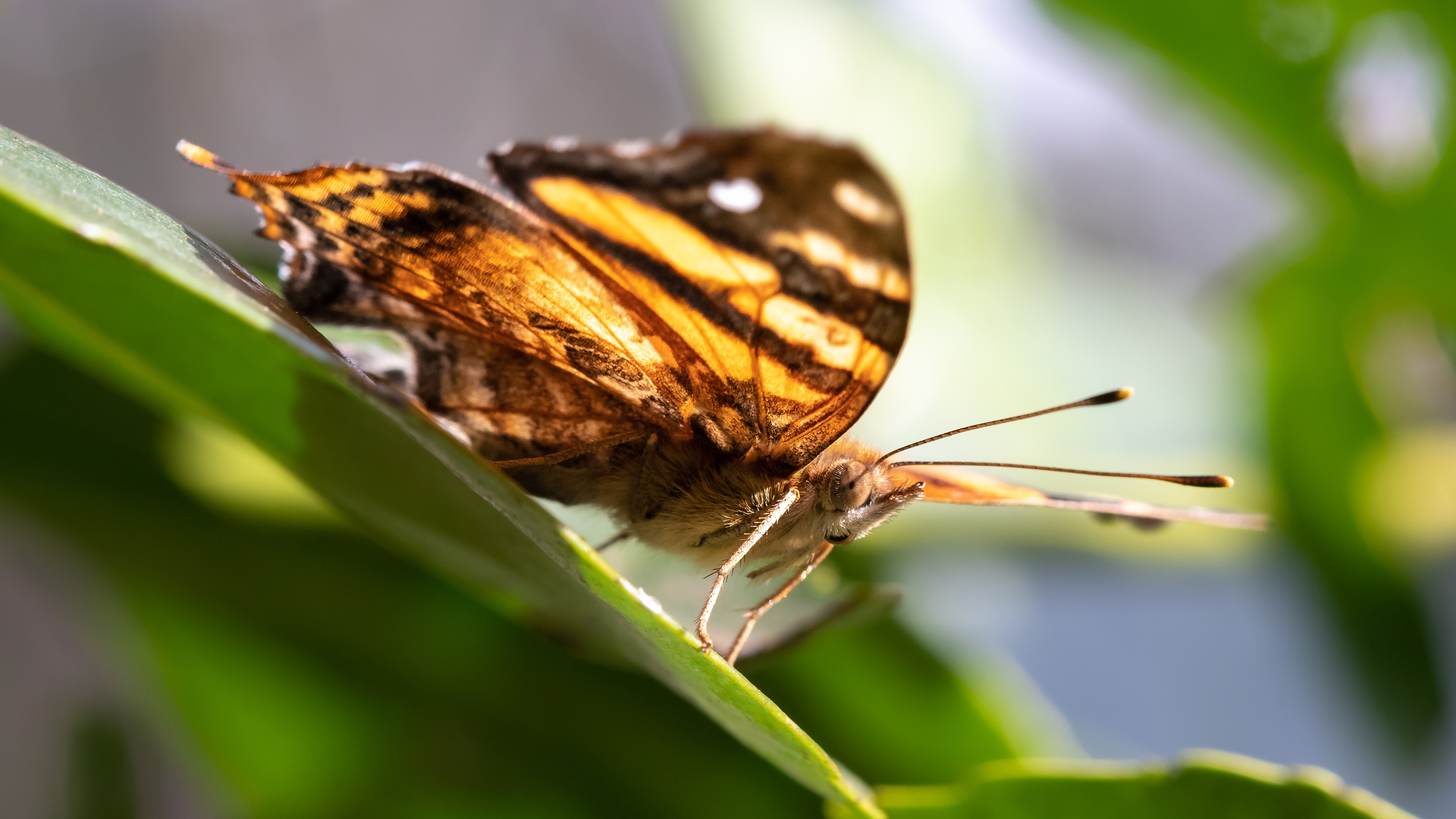 Бабочка листокрылка