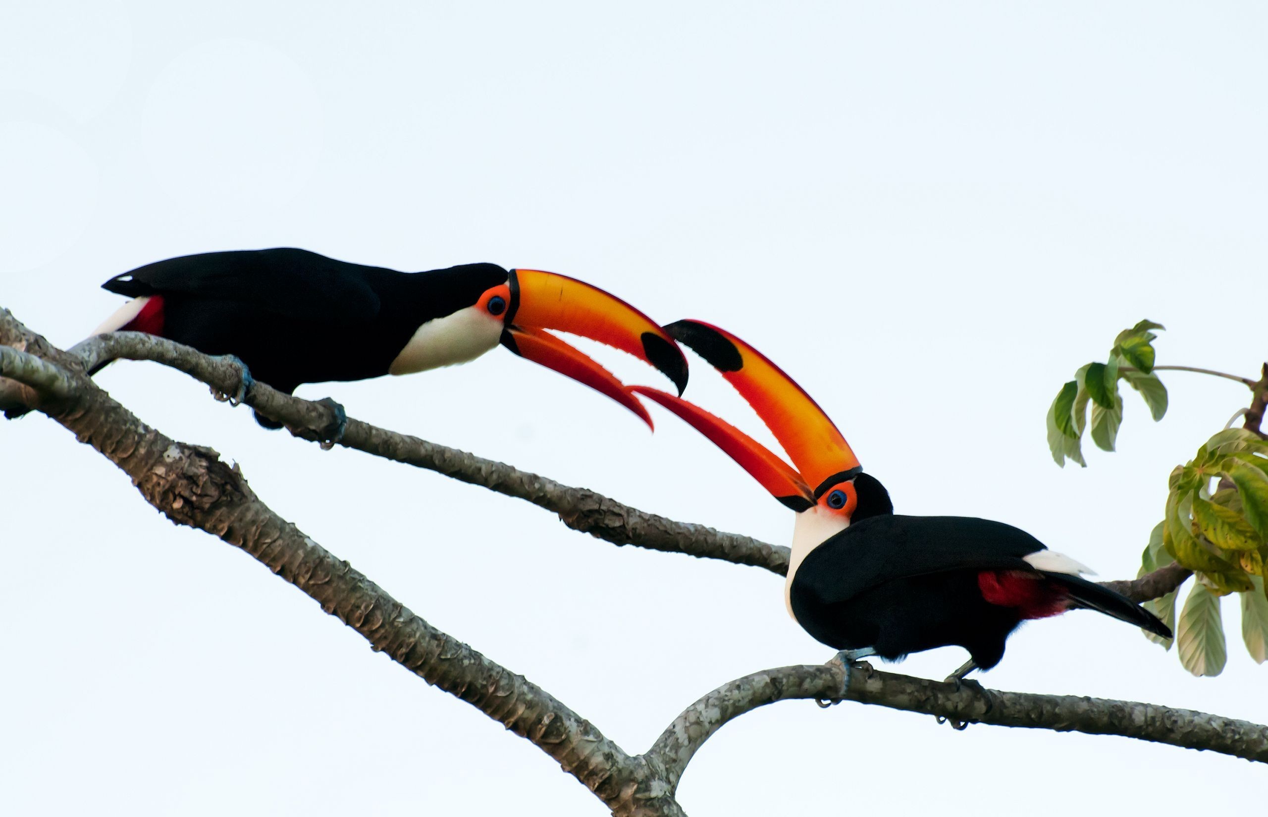 animal, toco toucan, birds 8K