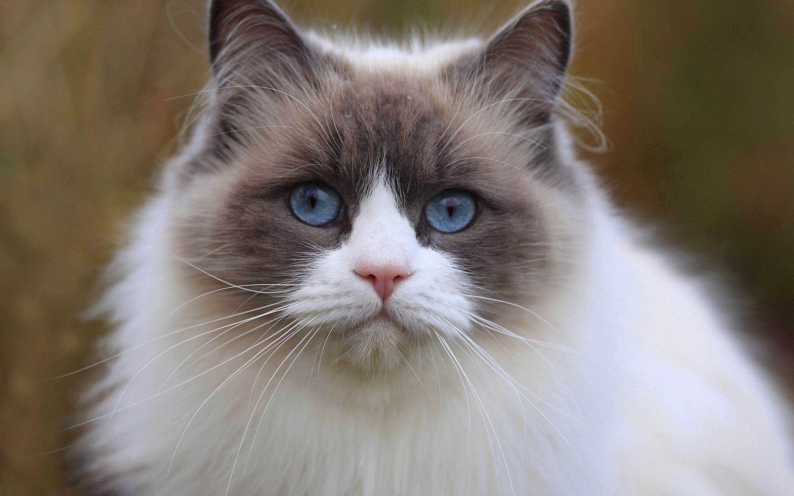 137391壁紙のダウンロード動物, ネコ, 猫, 銃口, 綺麗な, 美しい, 視力, 意見, 太い, 厚い, 青い目をした, 青い目-スクリーンセーバーと写真を無料で