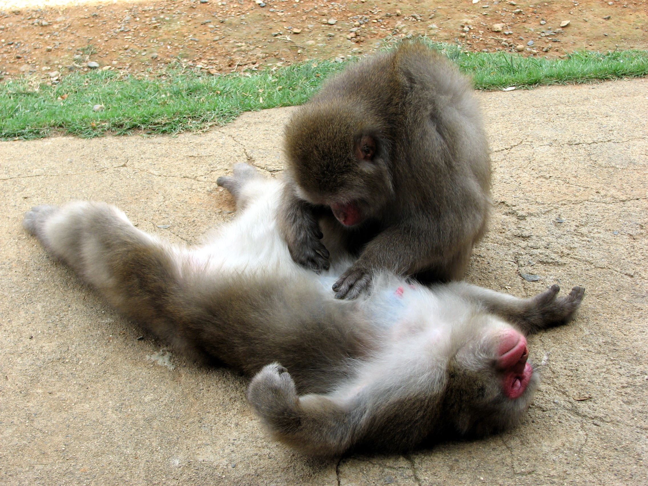Laden Sie das Paar, Pflege, Monkeys, Tiere-Bild kostenlos auf Ihren PC-Desktop herunter