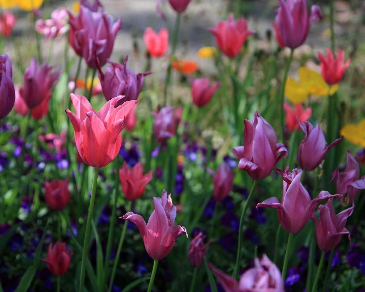 Desktop Backgrounds Tulips 