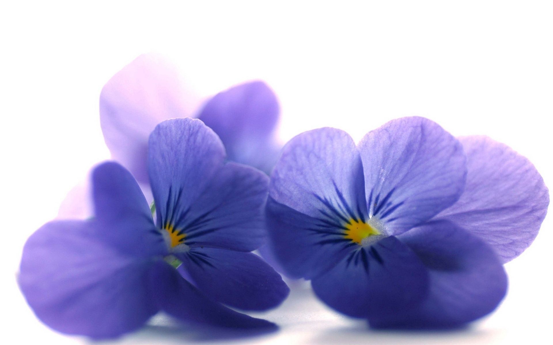 PC Wallpapers petals, flowers, close up, blue viola