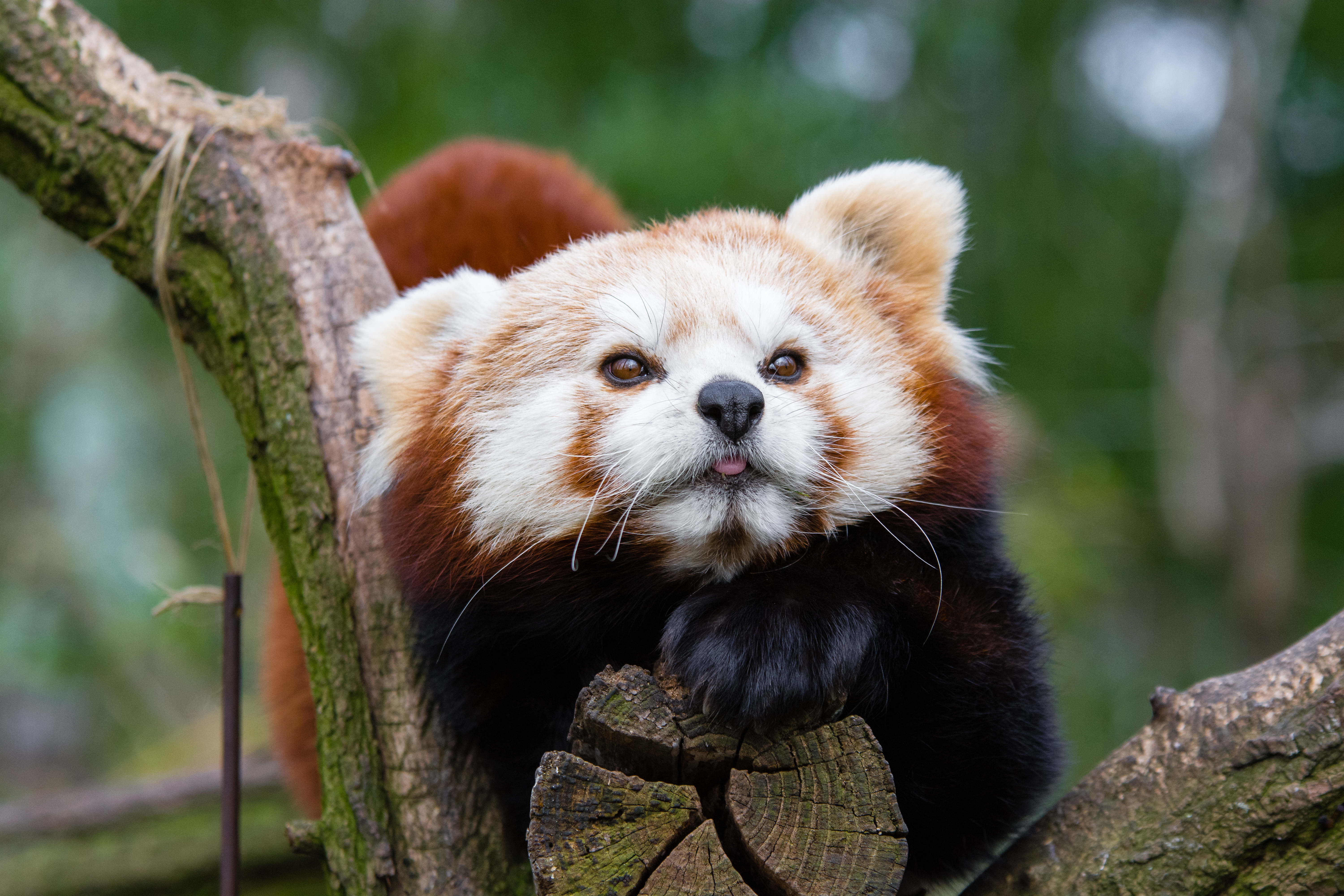 65584 baixar imagens animais, focinho, visto, manchado, panda vermelho, pequeno panda - papéis de parede e protetores de tela gratuitamente