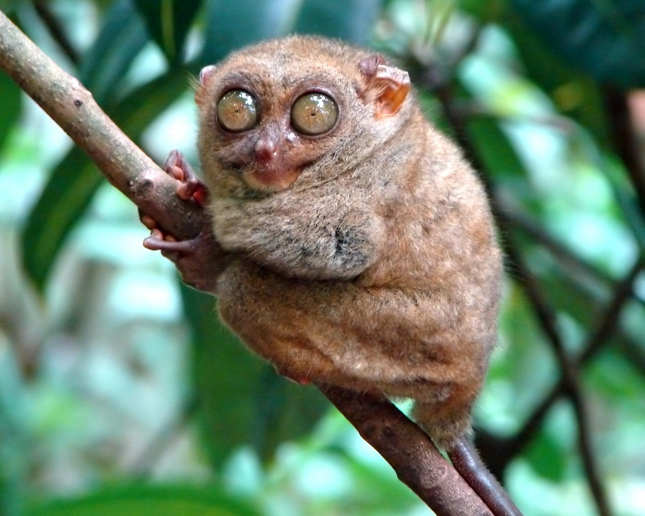 animal, tarsier