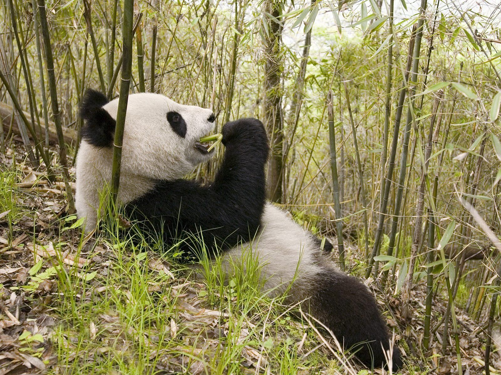 Download mobile wallpaper Grass, Lie, To Lie Down, Animals, Trees, Panda for free.