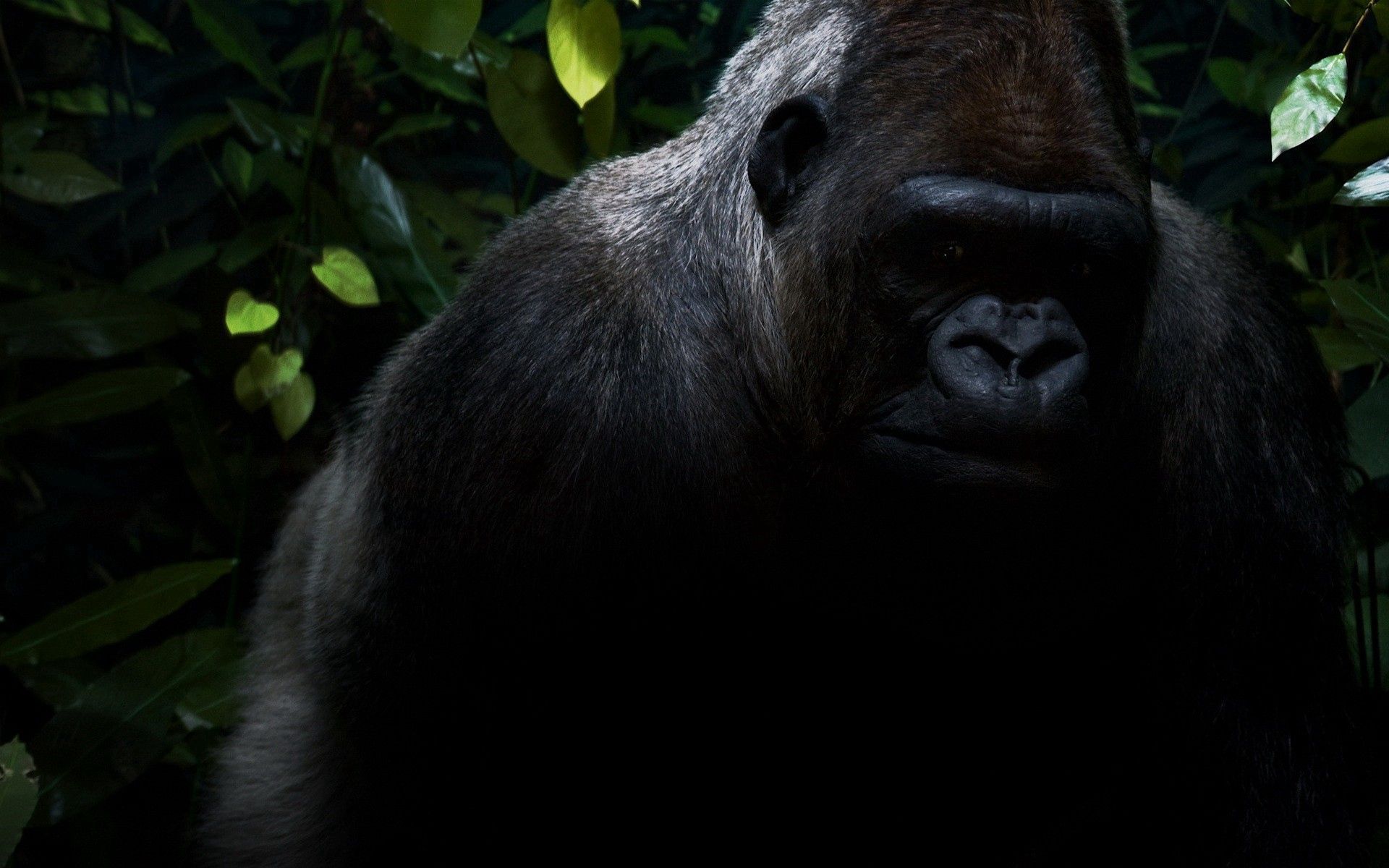 122525 télécharger le fond d'écran gorille, sombre, ombre, jungle, laine - économiseurs d'écran et images gratuitement